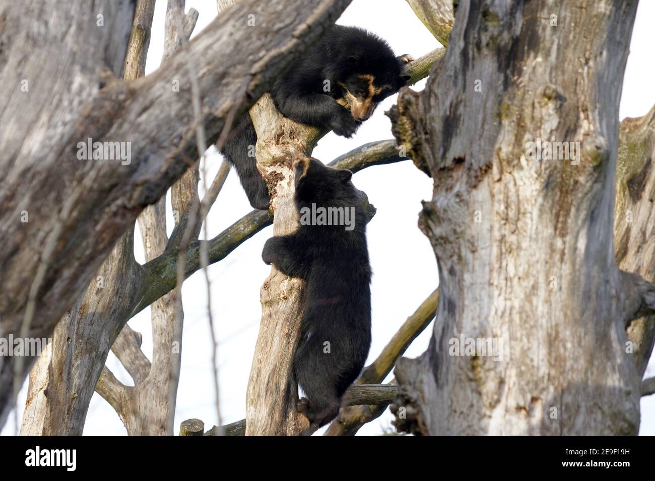 Two spectacled bears, in Latin called Tremarctos ornatus, playing together and climbing on tree branches. It is short faced bear from South America. Stock Photo