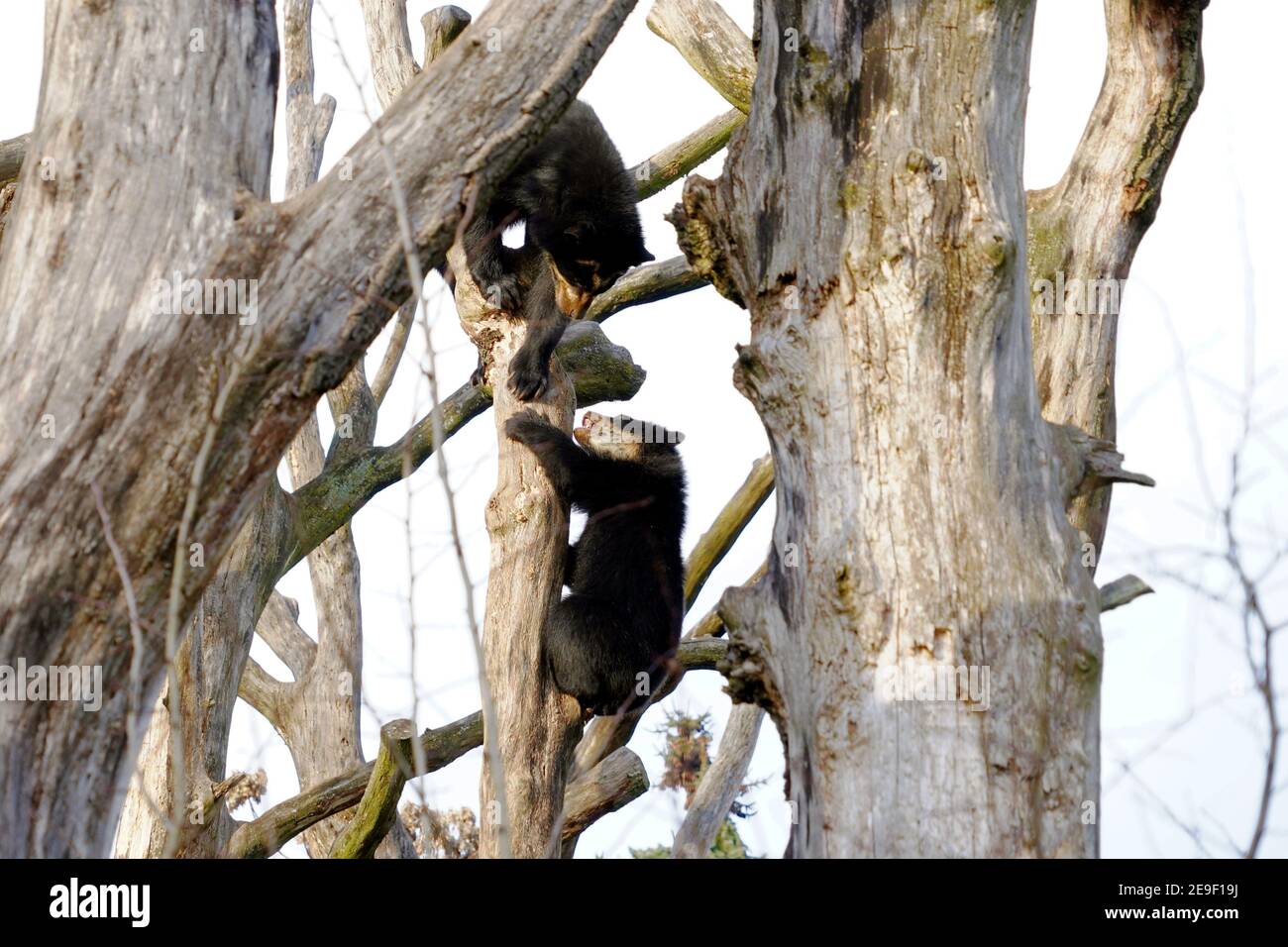 Two spectacled bears, in Latin called Tremarctos ornatus, playing together and climbing in tree crowns. It is short faced bear native to South America Stock Photo
