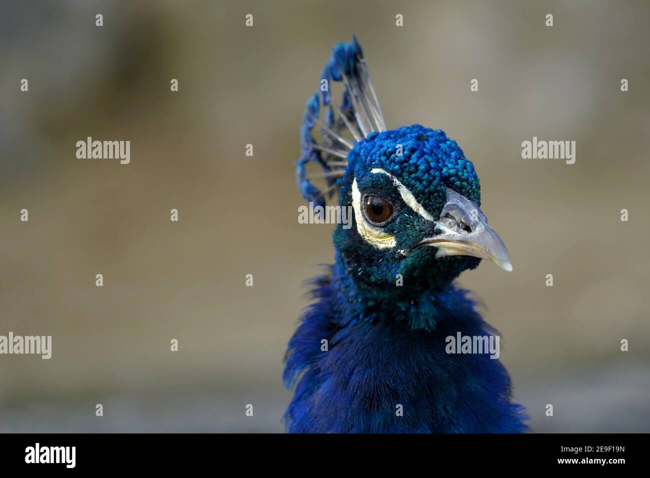 Head of male peacock, called also Indian or common peafowl, in Latin Pavo cristatus. It is close-up view, the head is slightly turned to side. Stock Photo