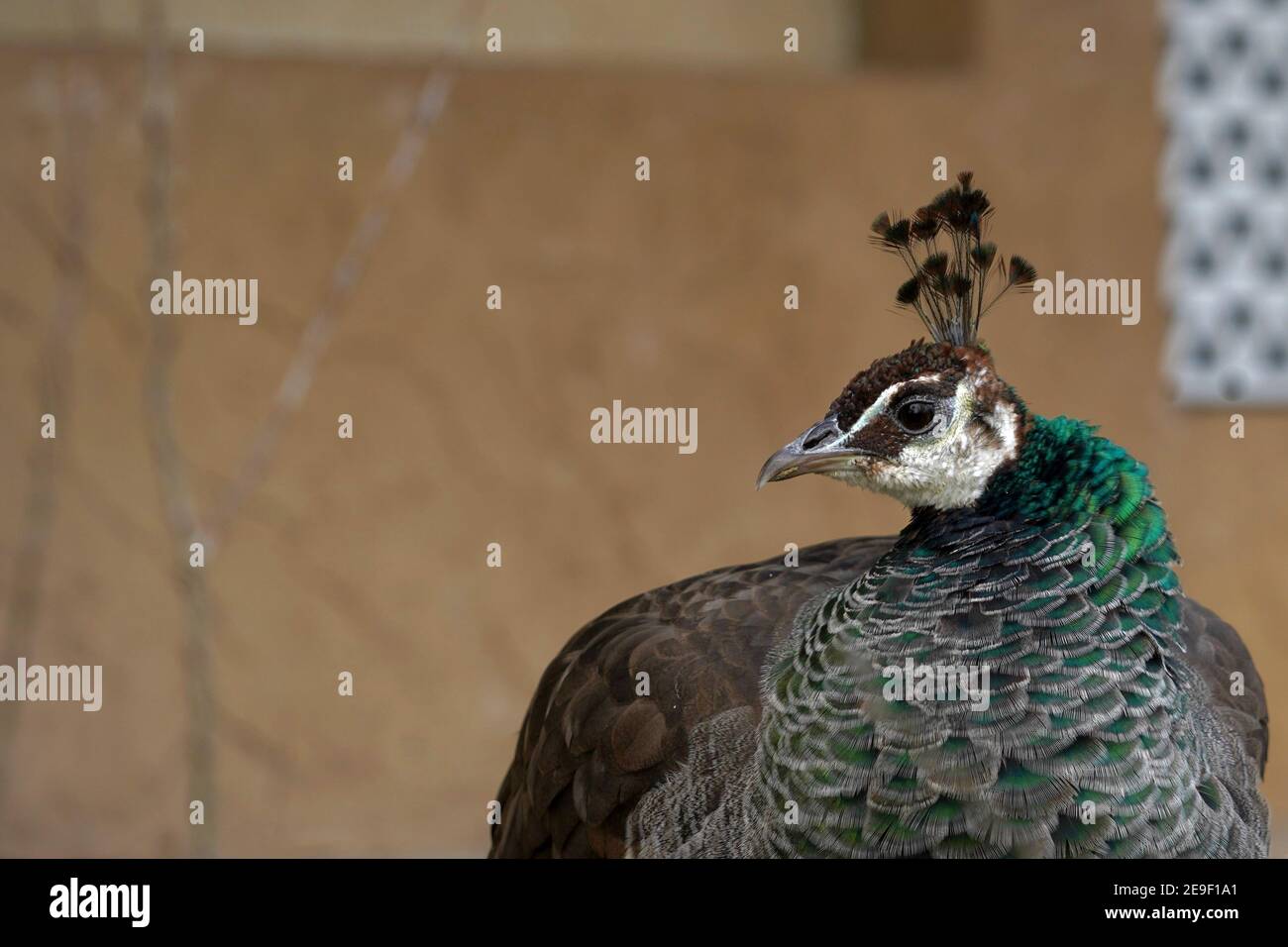 Female peacock or peahen, called also Indian or common peafowl, in Latin Pavo cristatus with a lot of copy space on the background. Stock Photo