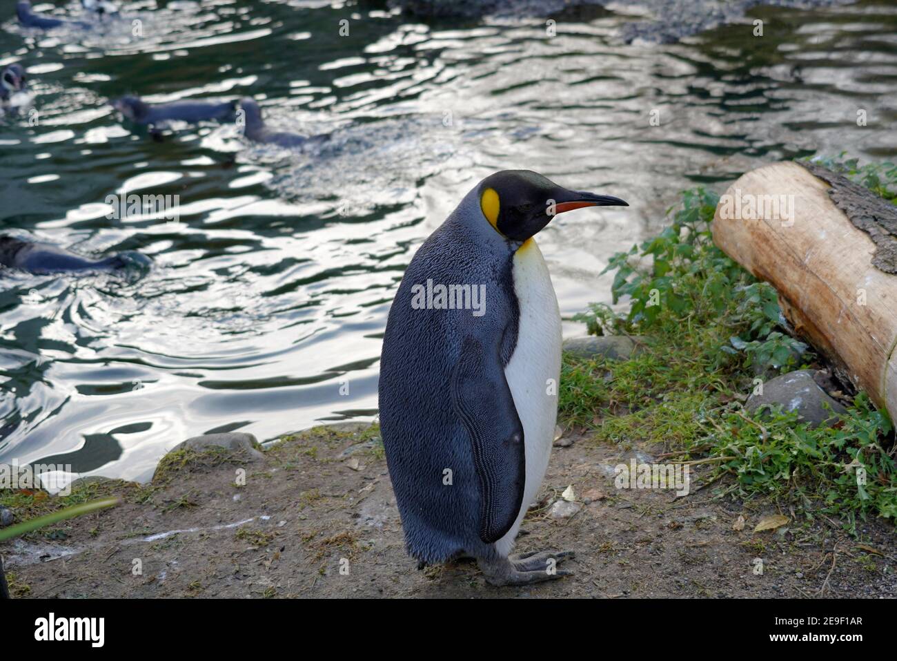 King penguin, in Latin called Aptenodytes patagonicus, in lateral view. He is standing on a bank of a small pond in the enclosure. Stock Photo