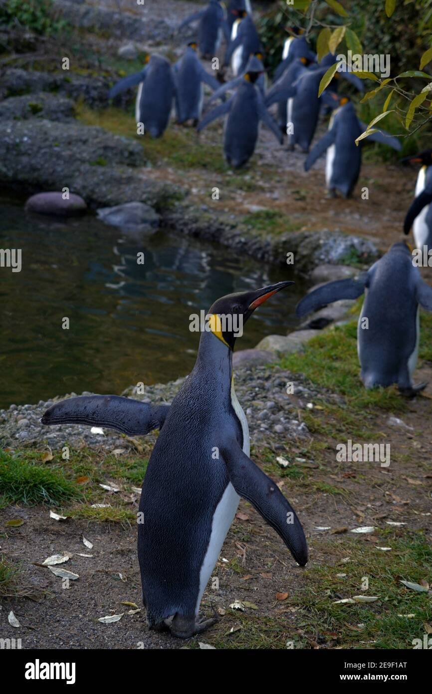 King penguin, in Latin called Aptenodytes patagonicus, in lateral view walking behind the rest of the flock. Other birds walk around a small pond. Stock Photo