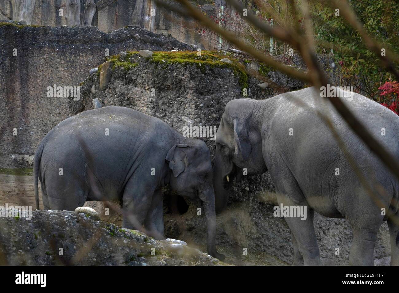 Two Indian elephants, in Latin called Elephas maximus indicus in lateral view, adult animal and young one, living in captivity. They play. Stock Photo