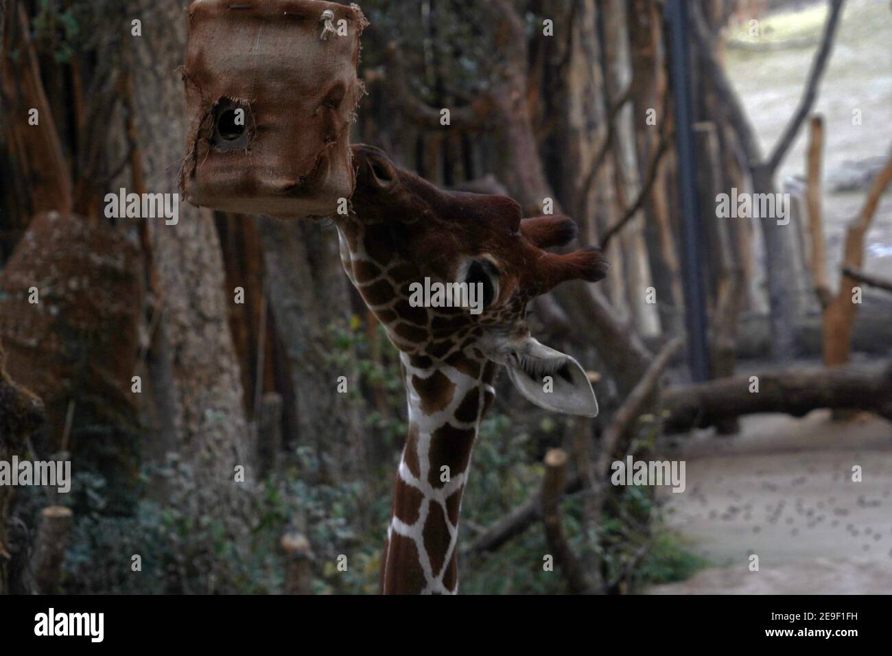Giraffe, in Latin called Giraffa camelopardalis, head in lateral close up view. She is looking for food. It is an animal living in captivity. Stock Photo