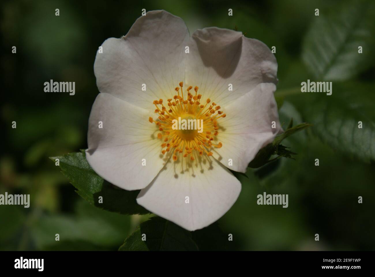 Dog Rose / Rosa Canina / Rosier Sauvage / Eglantine a modest wiid flower of love, life and a Midsummer NightsDream Stock Photo