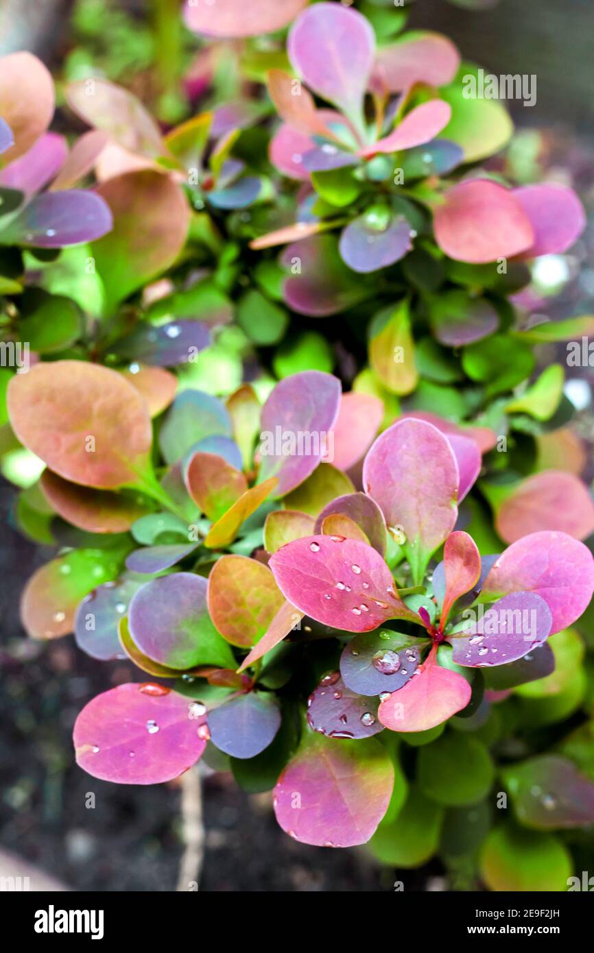 Berberis thunbergii (the Japanese barberry, Thunberg's barberry, or red barberry). Young plant of Berberis thunbergii atropurpurea in spring Stock Photo