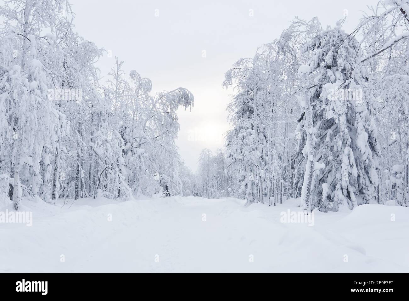 winter snow-covered road through frosty forest Stock Photo - Alamy