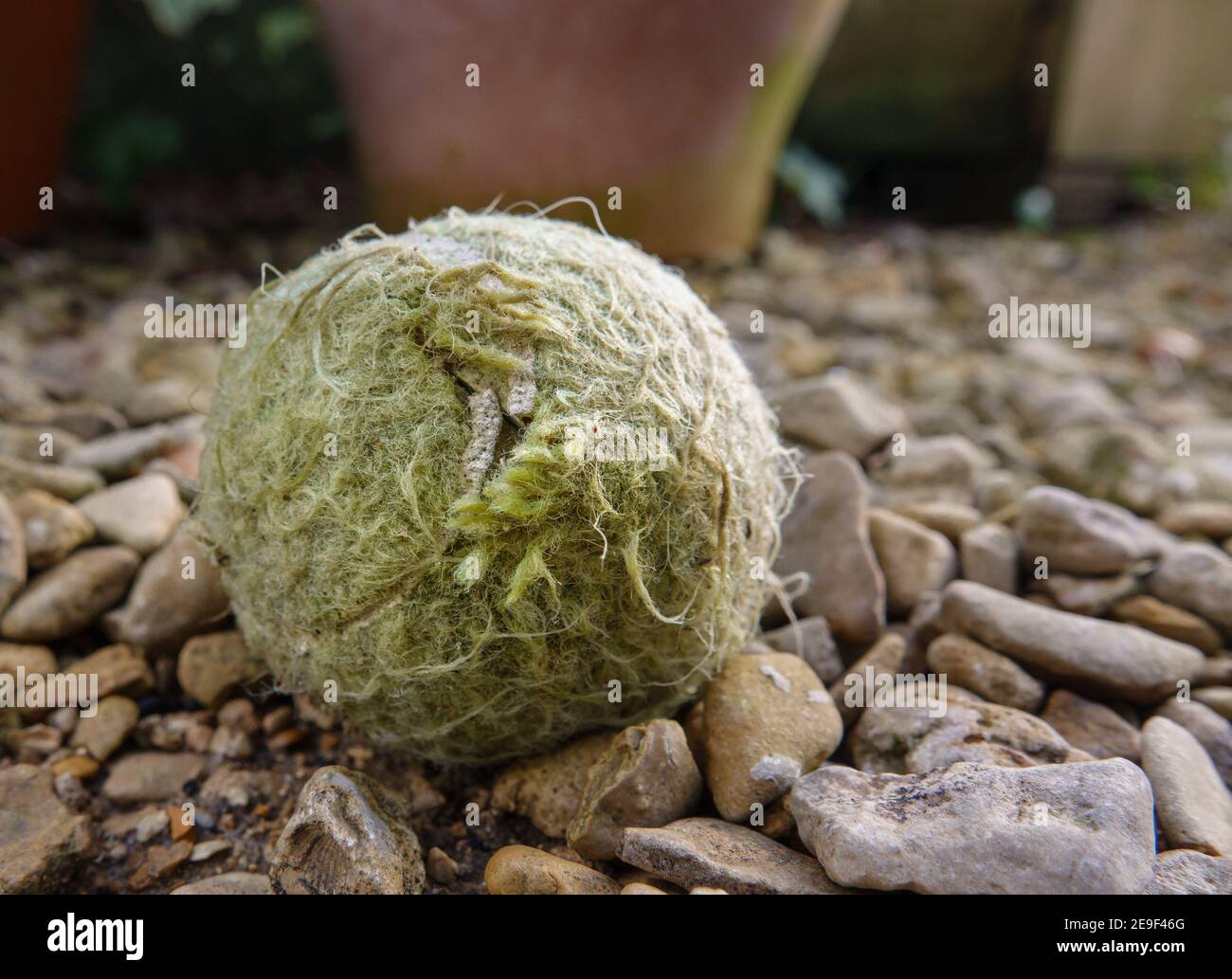 close up of the dog's chewed tennis ball toy amongst garden pebbles