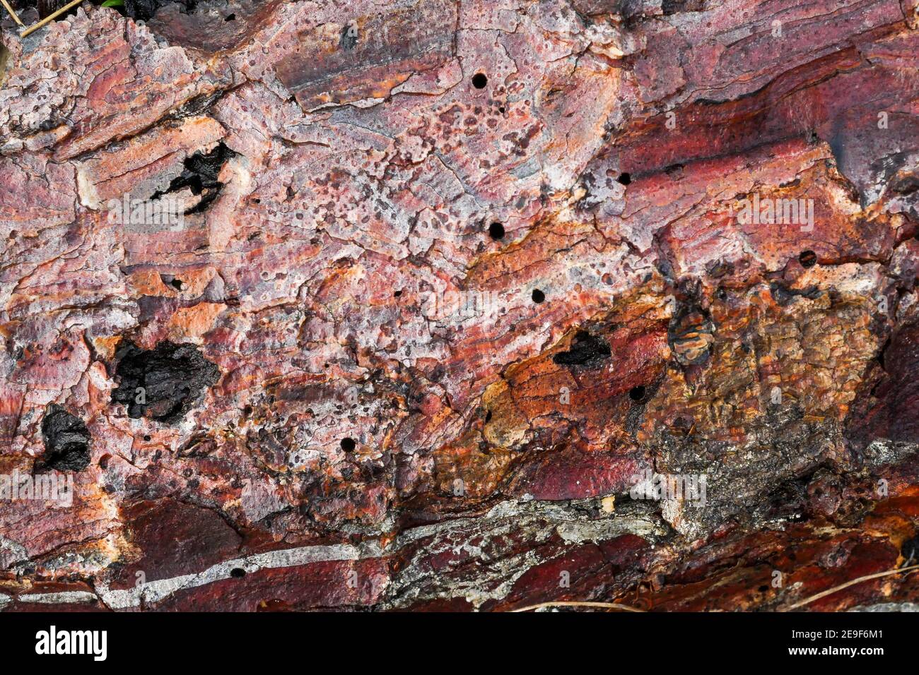 Tree bark, closeup view, Lyon, France Stock Photo Alamy