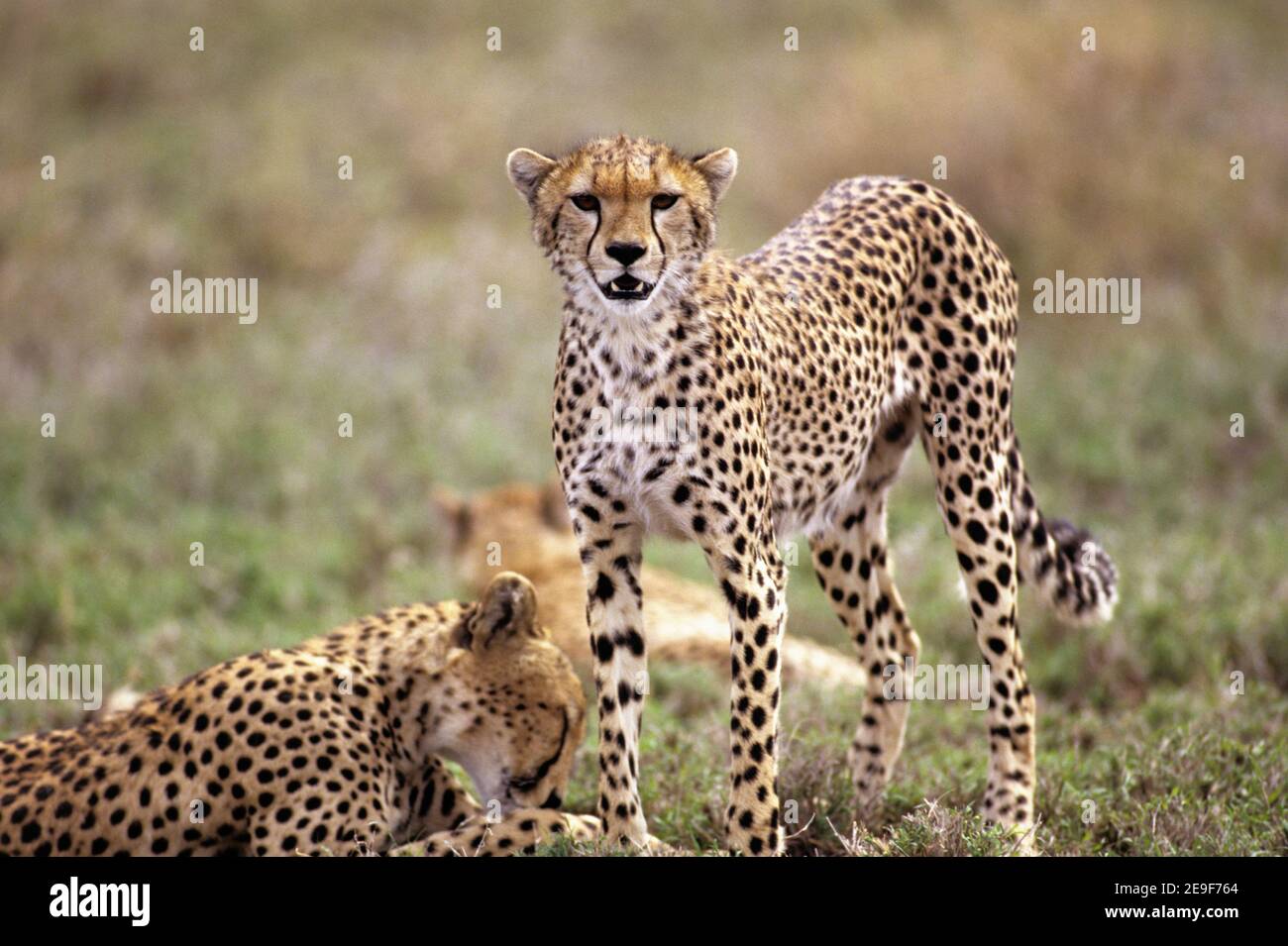 Serengeti Plain, Tanzania. Cheetah siblings perched atop a hill. One member of the family was in a highly alerted state. Stock Photo