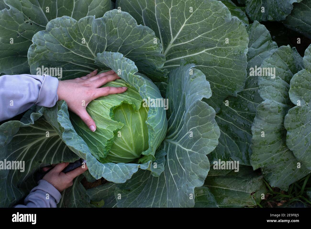 Капуста белокочанная огородная. Капуста растет. Подкармливаем капусту. Урожай капусты в открытом грунте. Сбор урожая капусты.