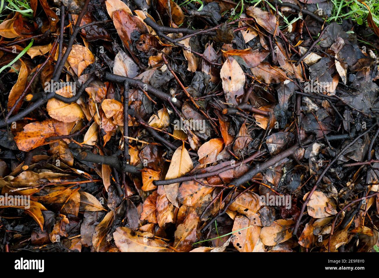 Rotting Leaves High Resolution Stock Photography and Images Alamy