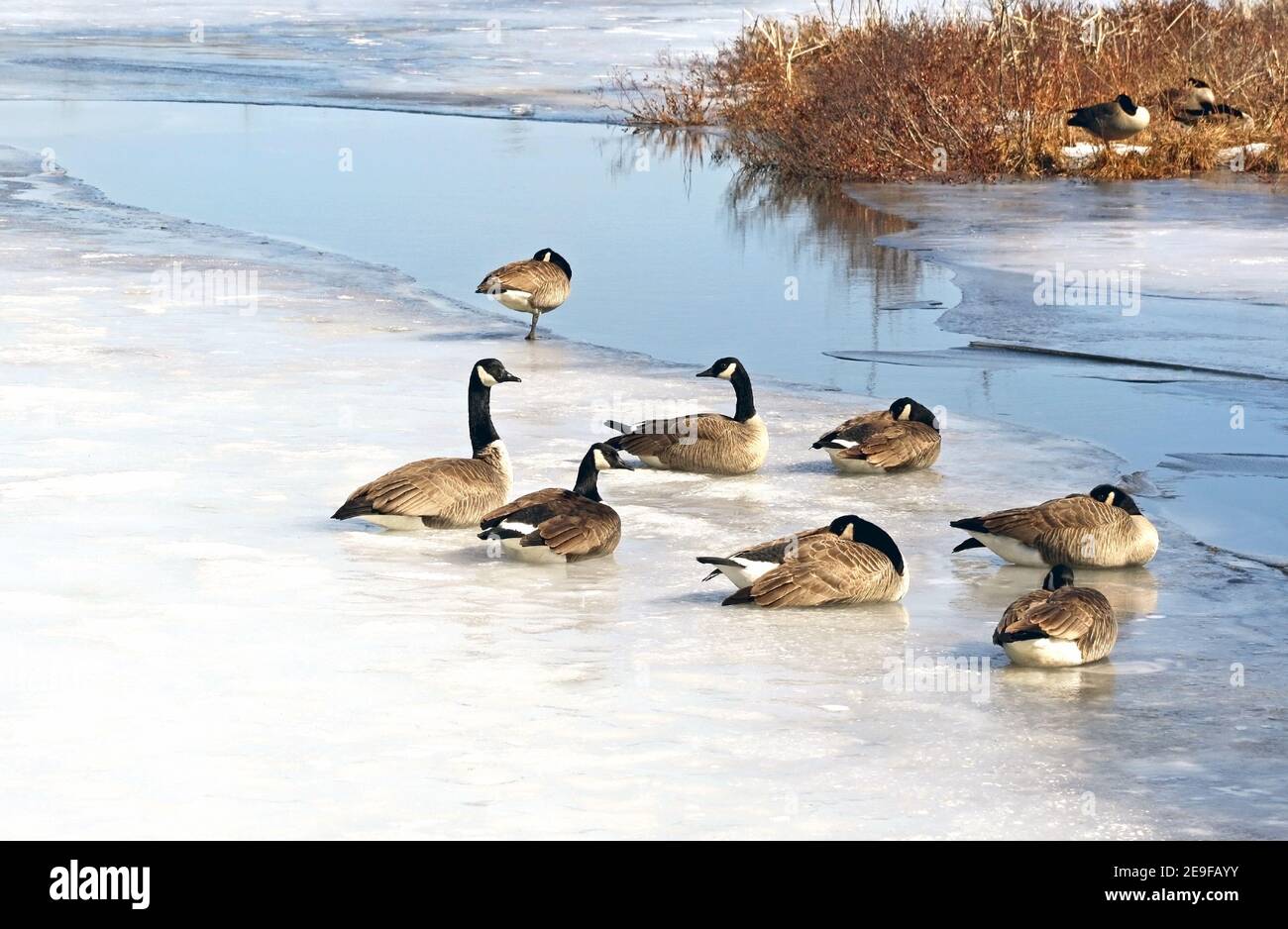 A flock of Canada Geese resting on a snow and ice covered Marsh in early  spring Stock Photo - Alamy