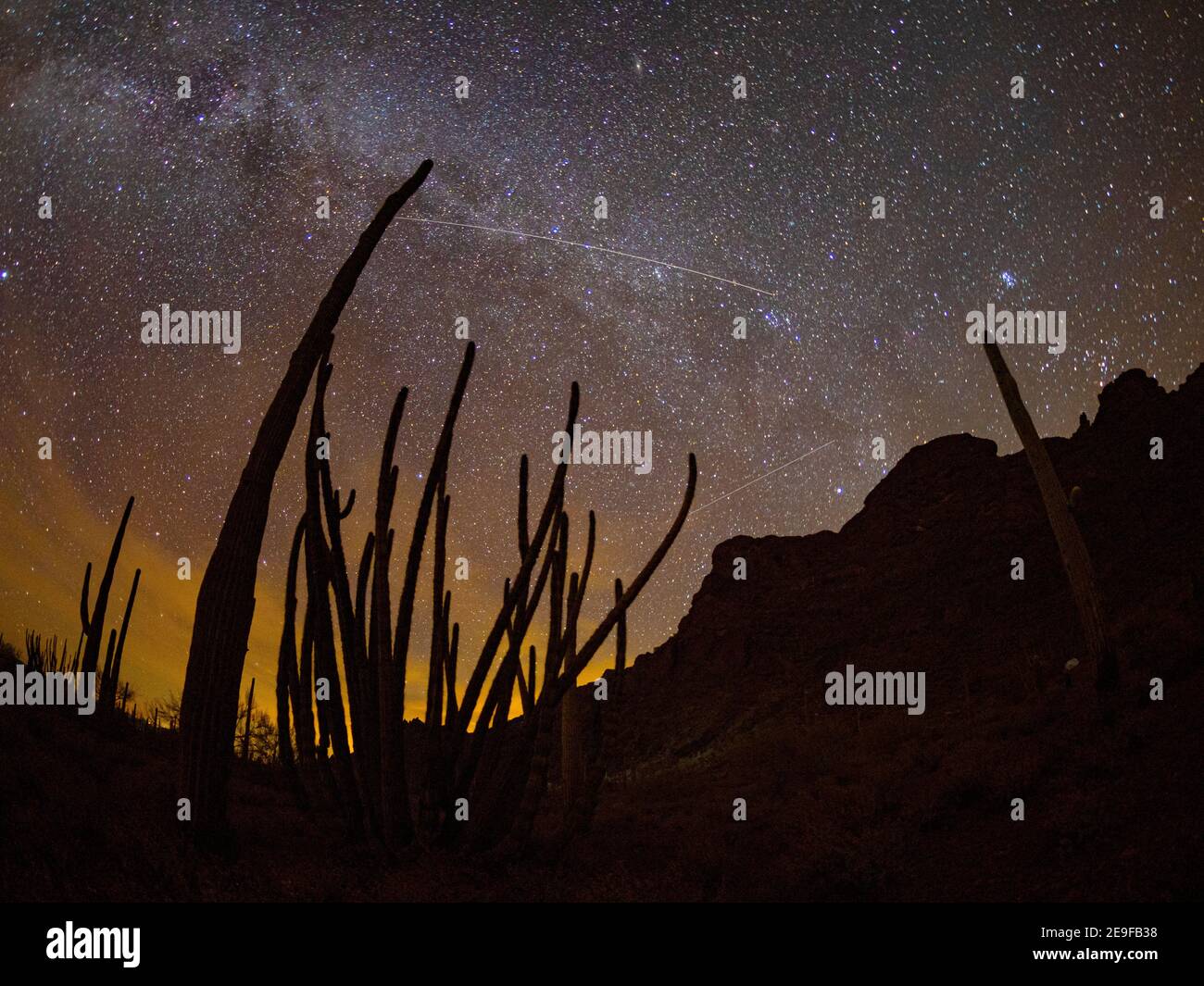 Organ pipe cactus at night with Geminid Meteor Shower, Organ Pipe Cactus National Monument, Arizona, USA. Stock Photo