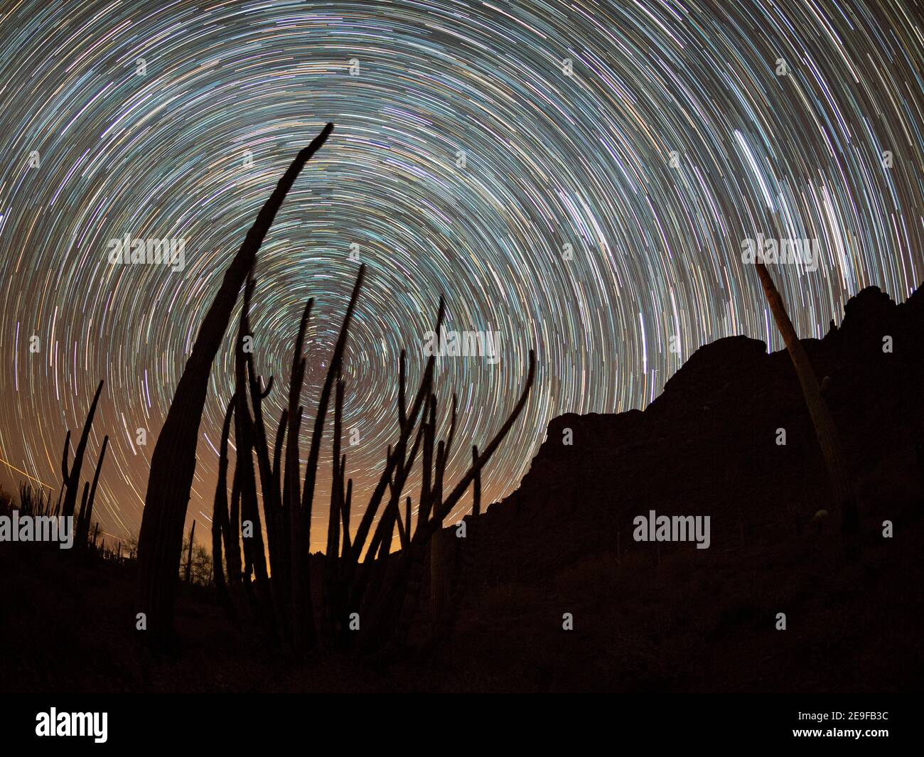 Organ pipe cactus at night with Geminid Meteor Shower, Organ Pipe Cactus National Monument, Arizona, USA. Stock Photo