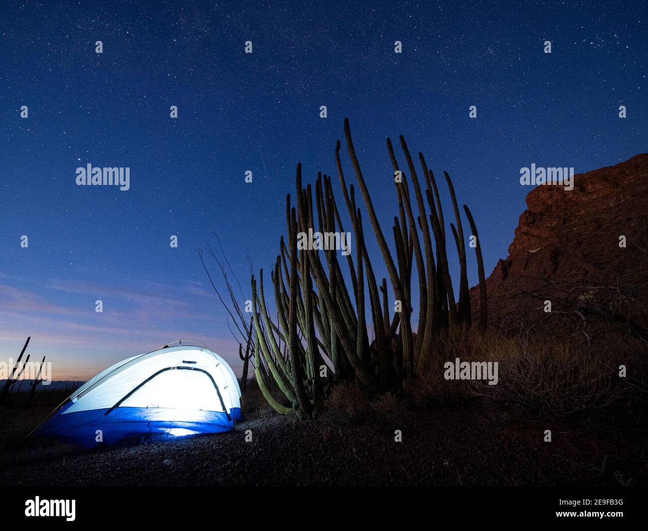 Organ pipe cactus at night with Geminid Meteor Shower, Organ Pipe Cactus National Monument, Arizona, USA. Stock Photo