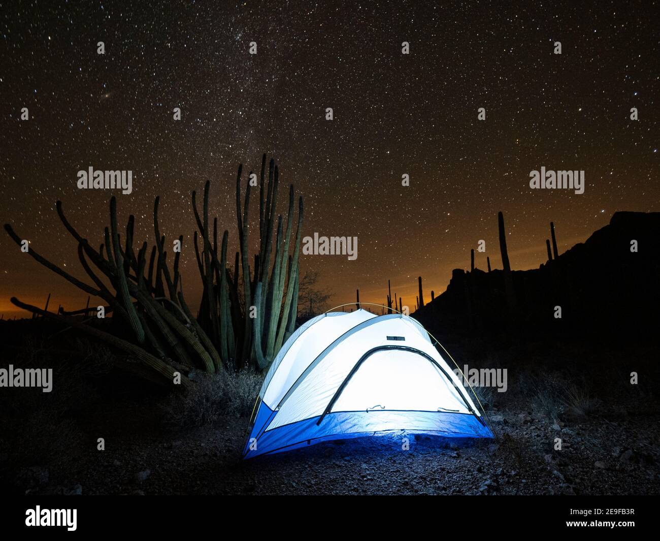 Organ pipe cactus at night with Geminid Meteor Shower, Organ Pipe Cactus National Monument, Arizona, USA. Stock Photo