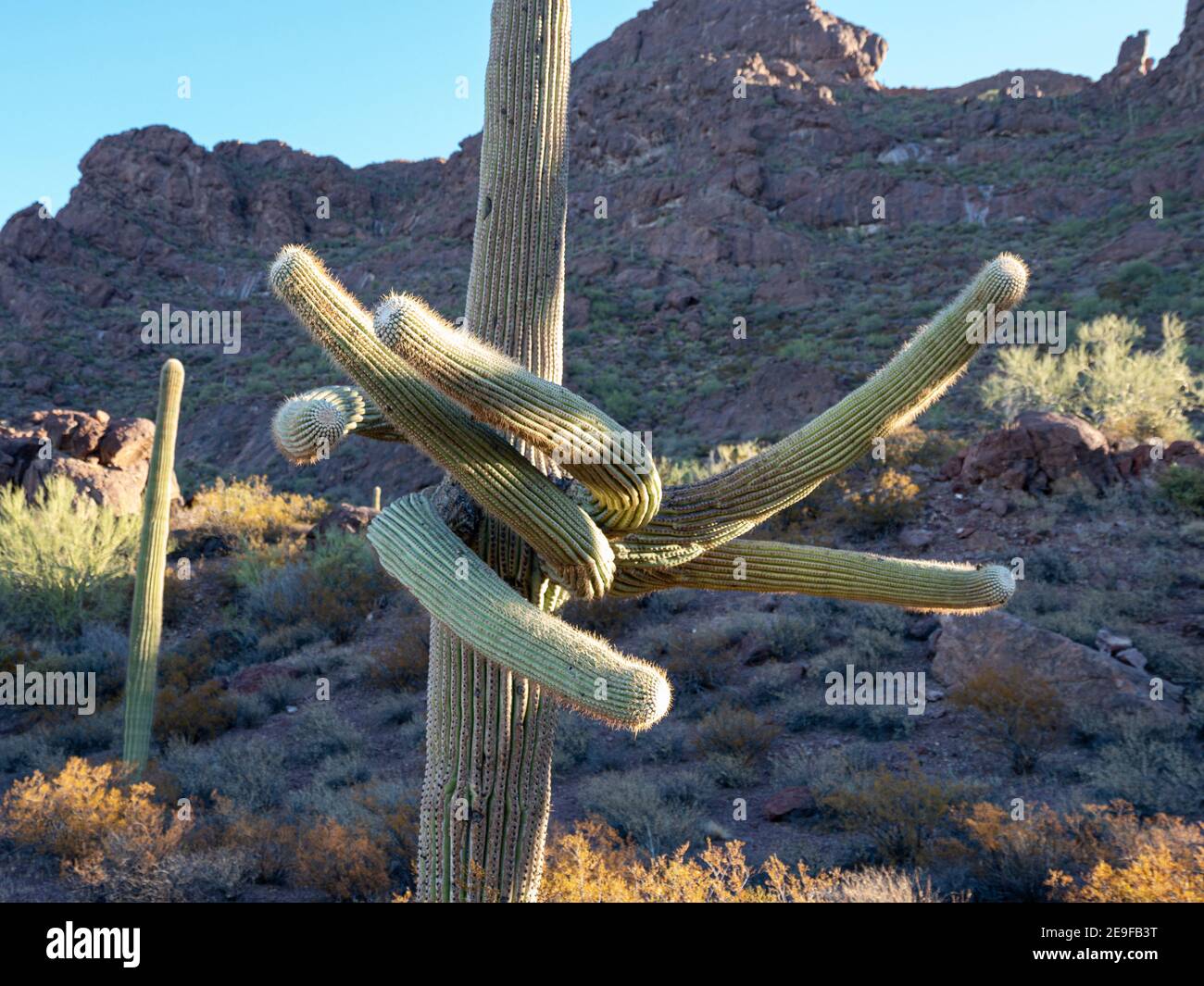Saguaro cactus, Carnegiea gigantea, Organ Pipe Cactus National Monument, Sonoran Desert, Arizona, USA. Stock Photo