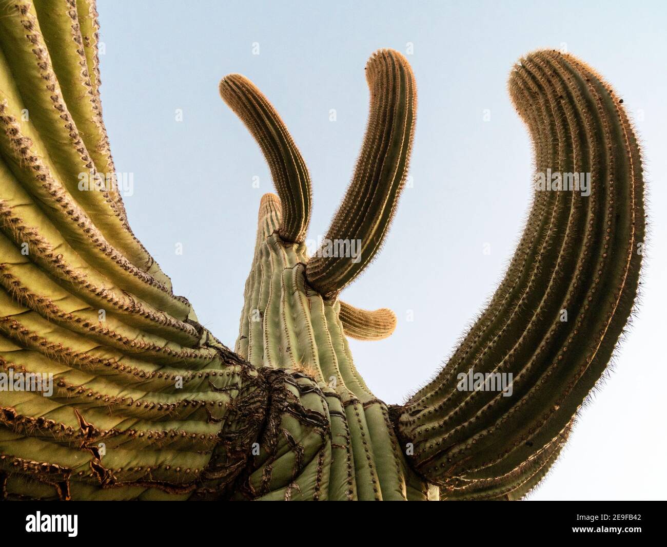 Saguaro cactus, Carnegiea gigantea, Organ Pipe Cactus National Monument, Sonoran Desert, Arizona, USA. Stock Photo