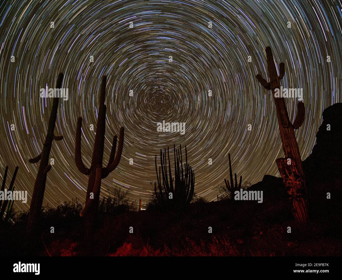 Saguaro cactus at night, Carnegiea gigantea, Organ Pipe Cactus National Monument, Sonoran Desert, Arizona, USA. Stock Photo
