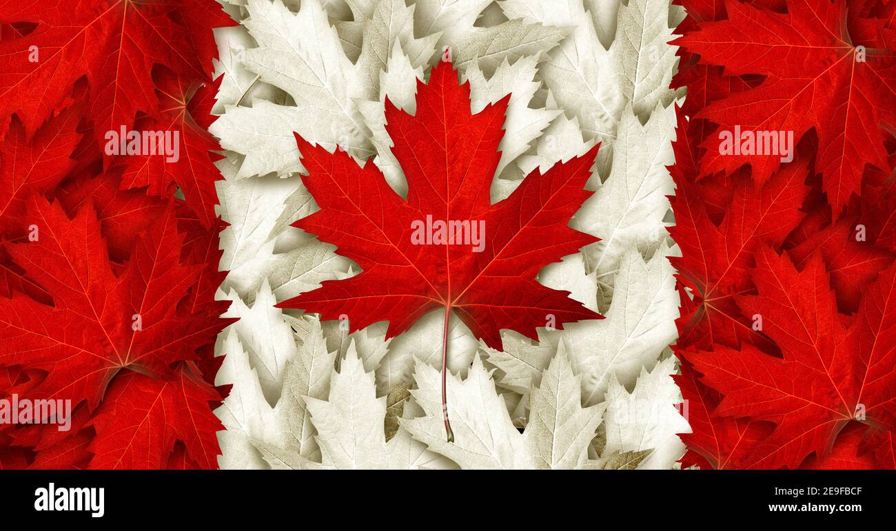 Canadian maple leafs hi-res stock photography and images - Alamy