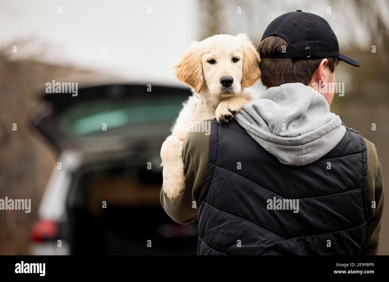 Male Criminal Stealing Or Dognapping Puppy During Health Lockdown Stock Photo