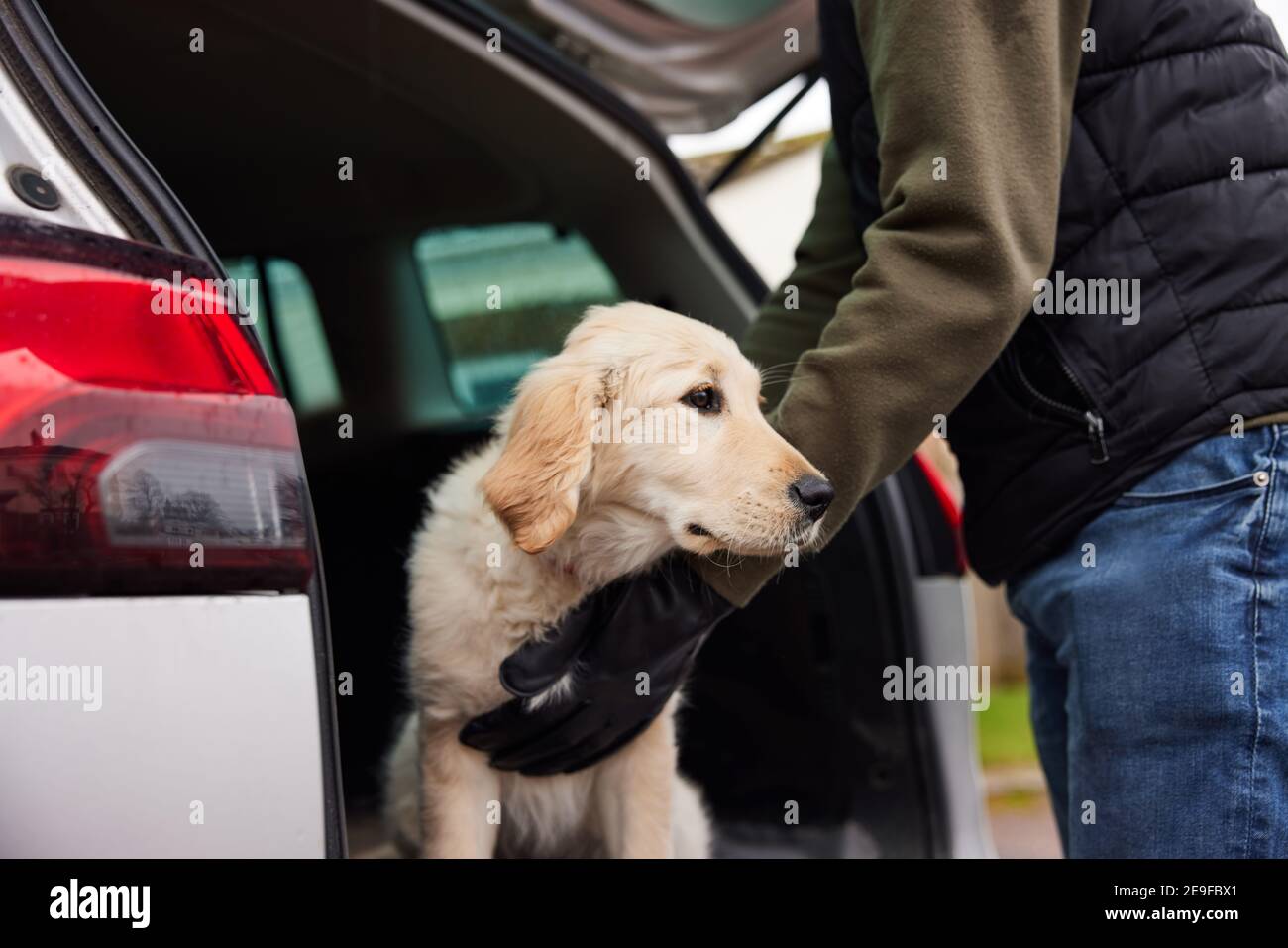 Male Criminal Stealing Or Dognapping Puppy And Putting Them In Car Stock Photo