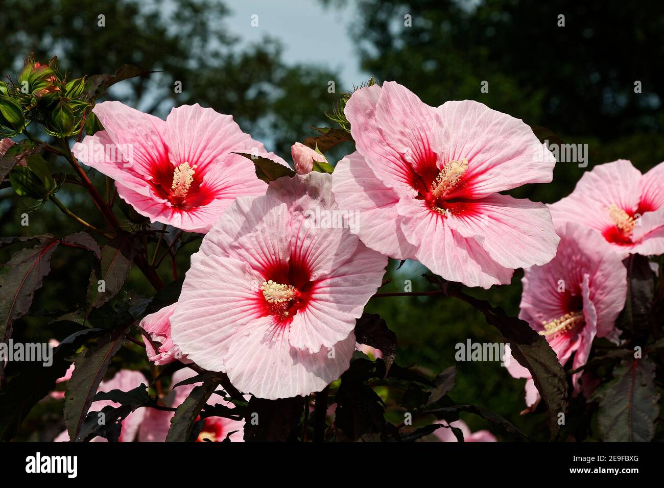multiple hibiscus flowers, pink, yellow stamens, red centers, Malvaceae, tropical, cultivated,  PA; Pennsylvania; USA Stock Photo