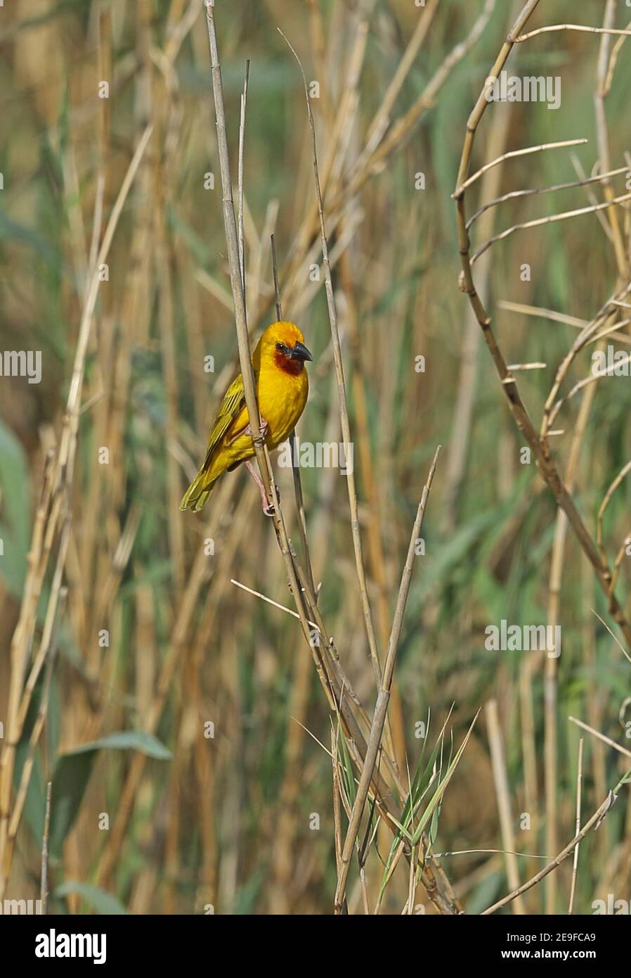 Southern Brown-throated Weaver (Ploceus xanthopterus marleyi) adult male perched on reed  St Lucia, South Africa          November Stock Photo