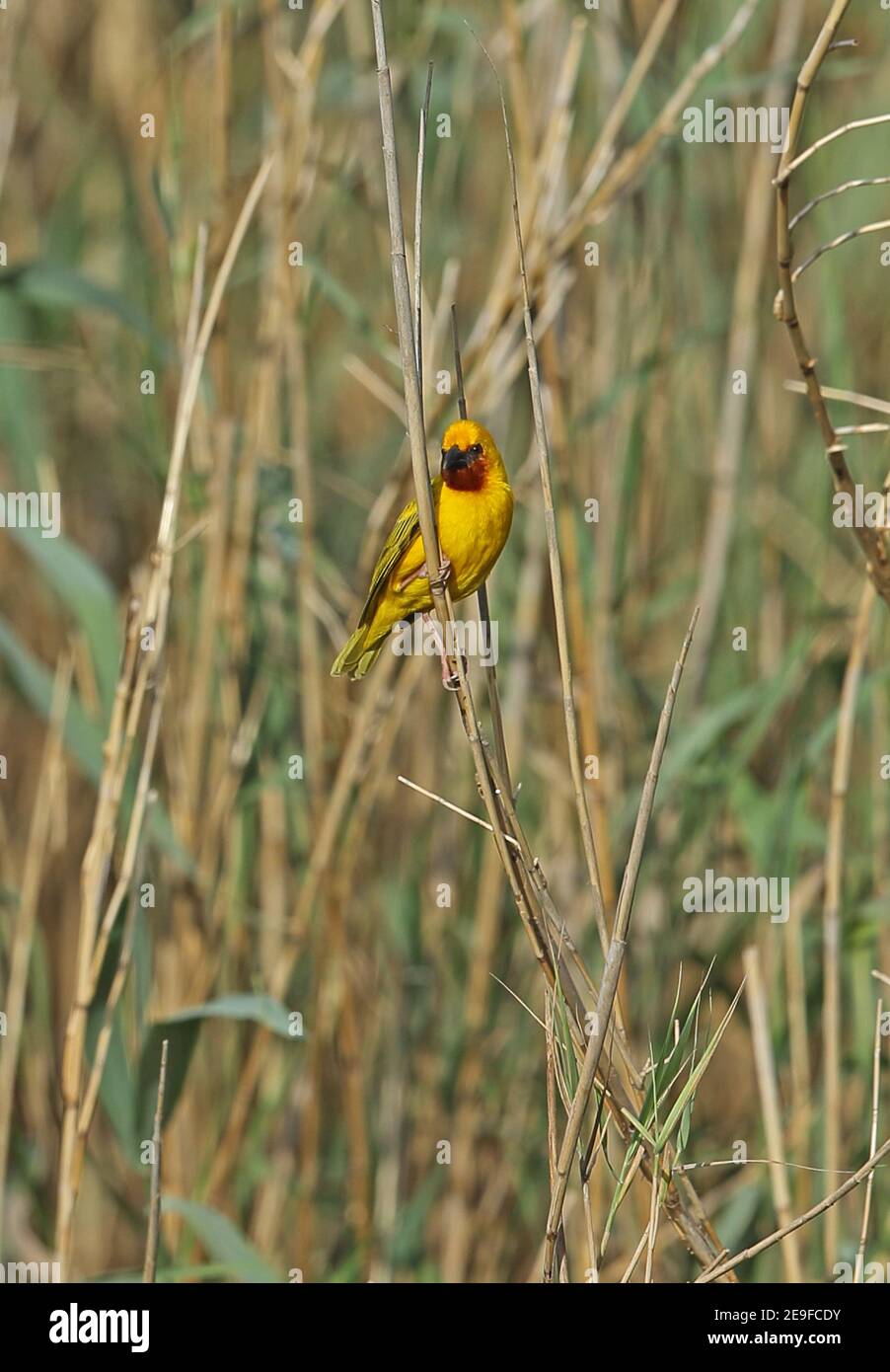 Southern Brown-throated Weaver (Ploceus xanthopterus marleyi) adult male perched on reed  St Lucia, South Africa          November Stock Photo