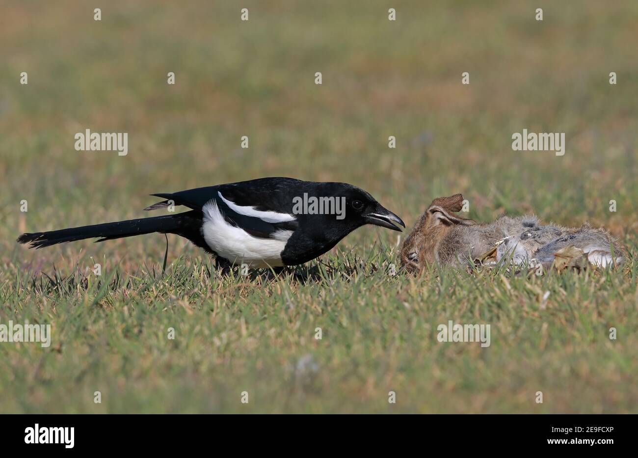 Magpie pica pica feeding hi-res stock photography and images - Alamy