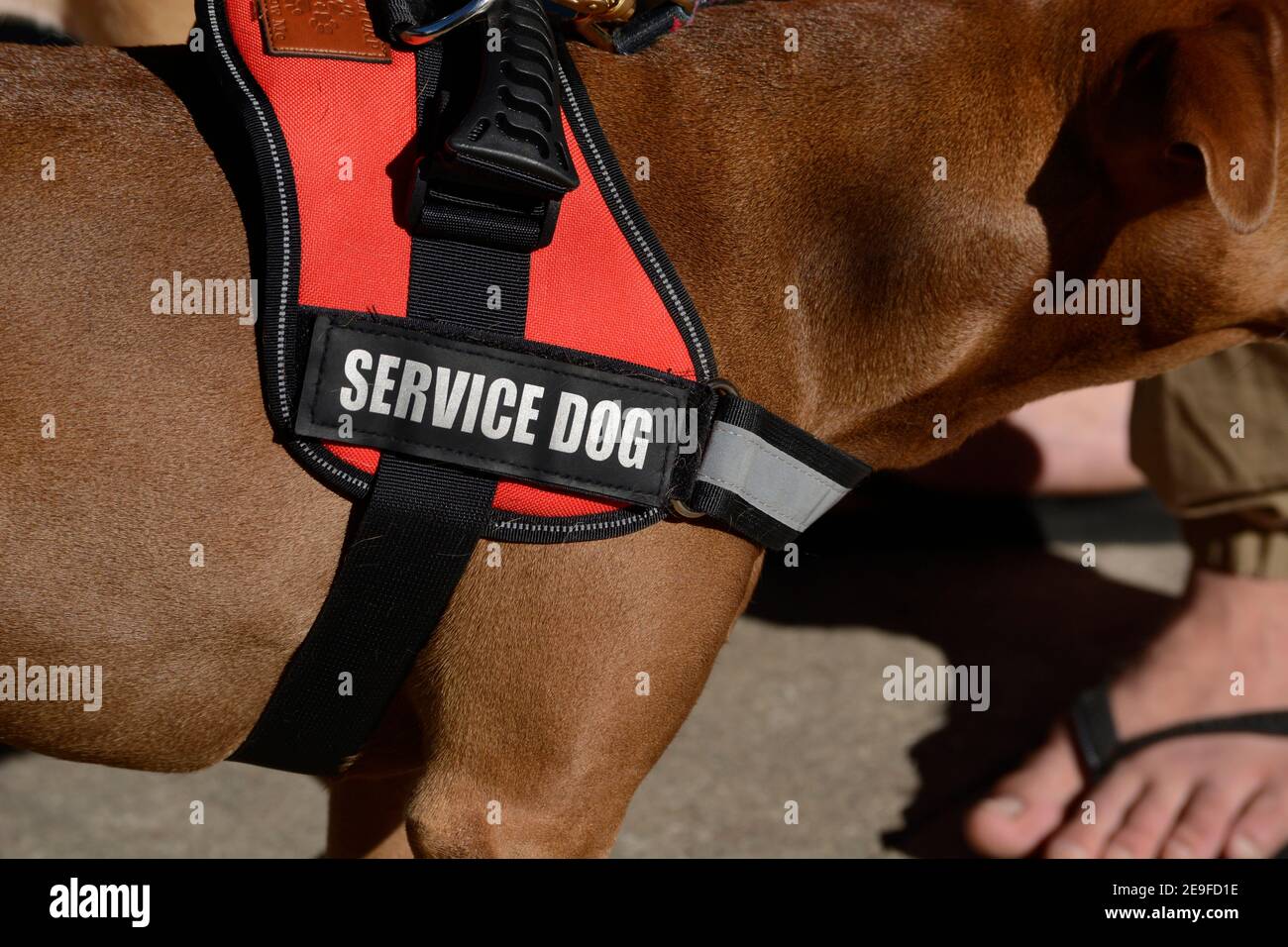 A service dog waits patiently while its owner sits on a bench in the ...
