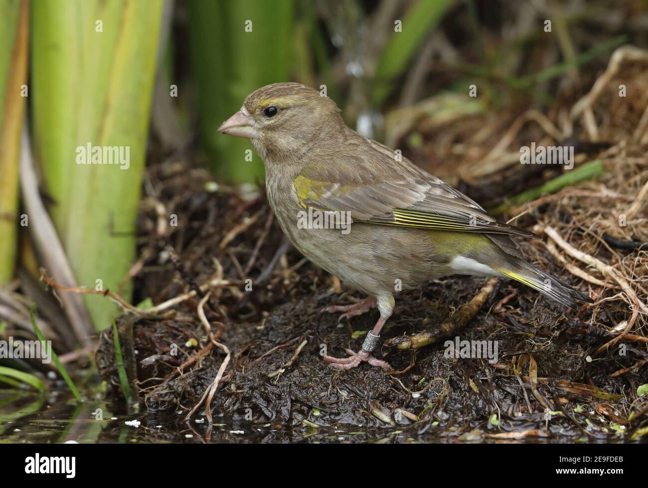 European Greenfinch (Chloris chloris harrisoni) adult female coming to pond to drink  Eccles-on-Sea, Norfolk, UK             May Stock Photo