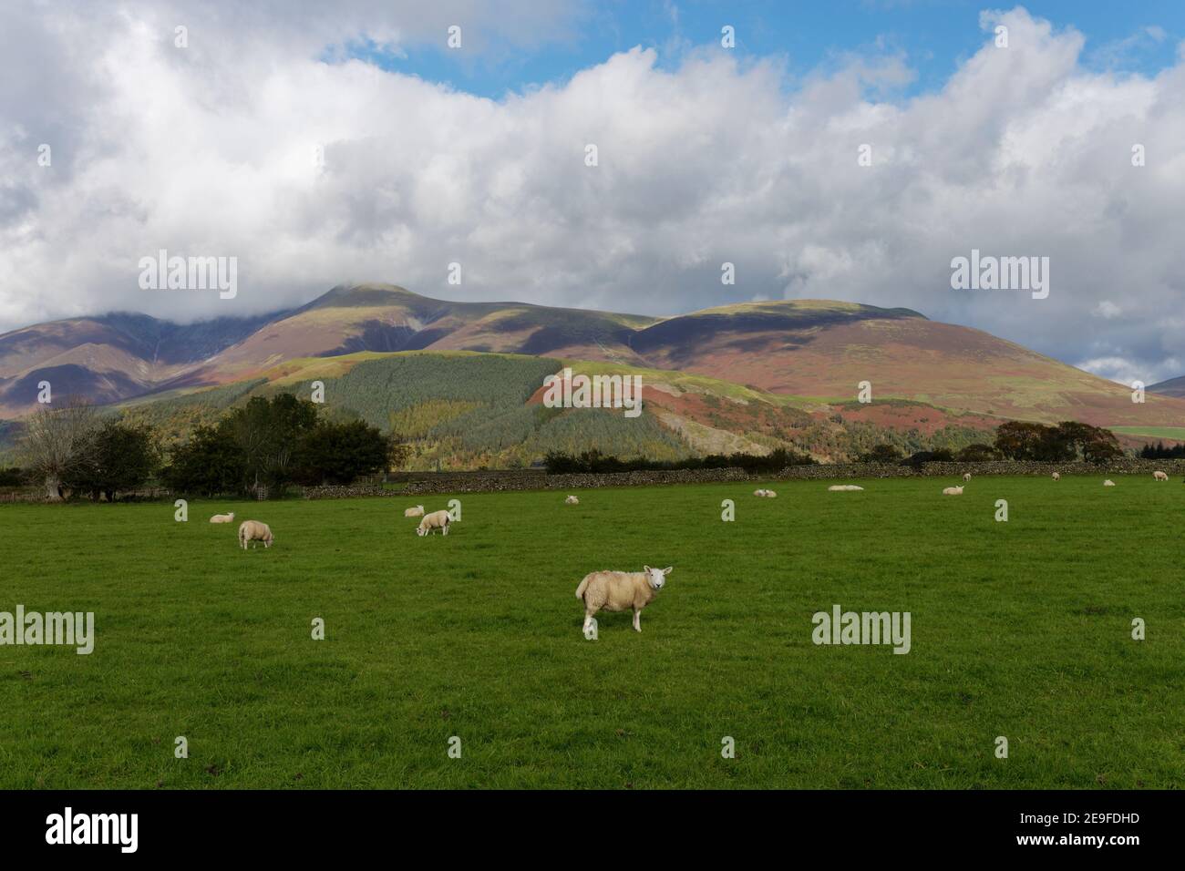 Lambs in a field with Skiddaw mountain in the distance Keswick Cumbria Stock Photo