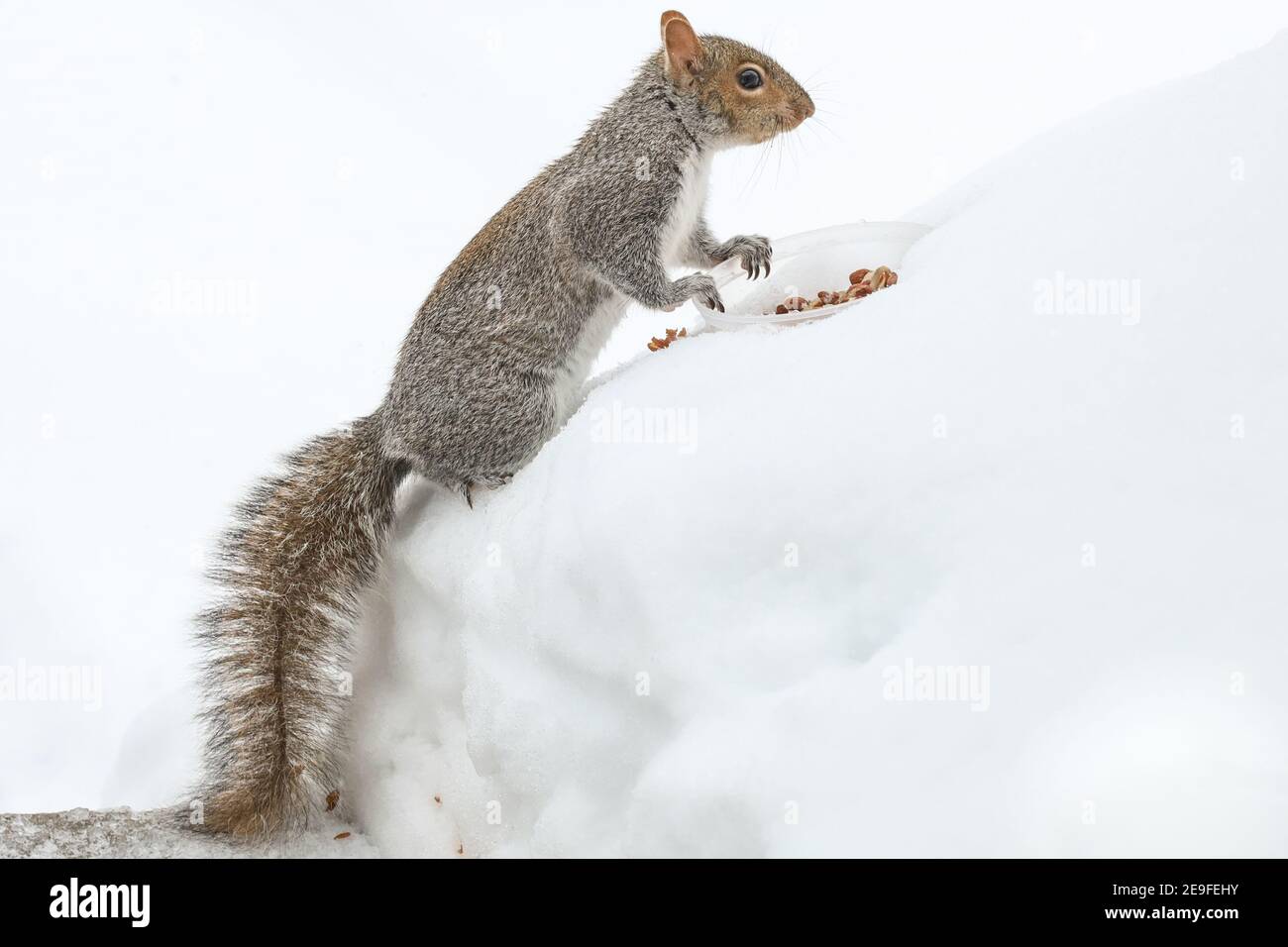 Squirrel having fun in the winter, playing in the snow. Stock Photo