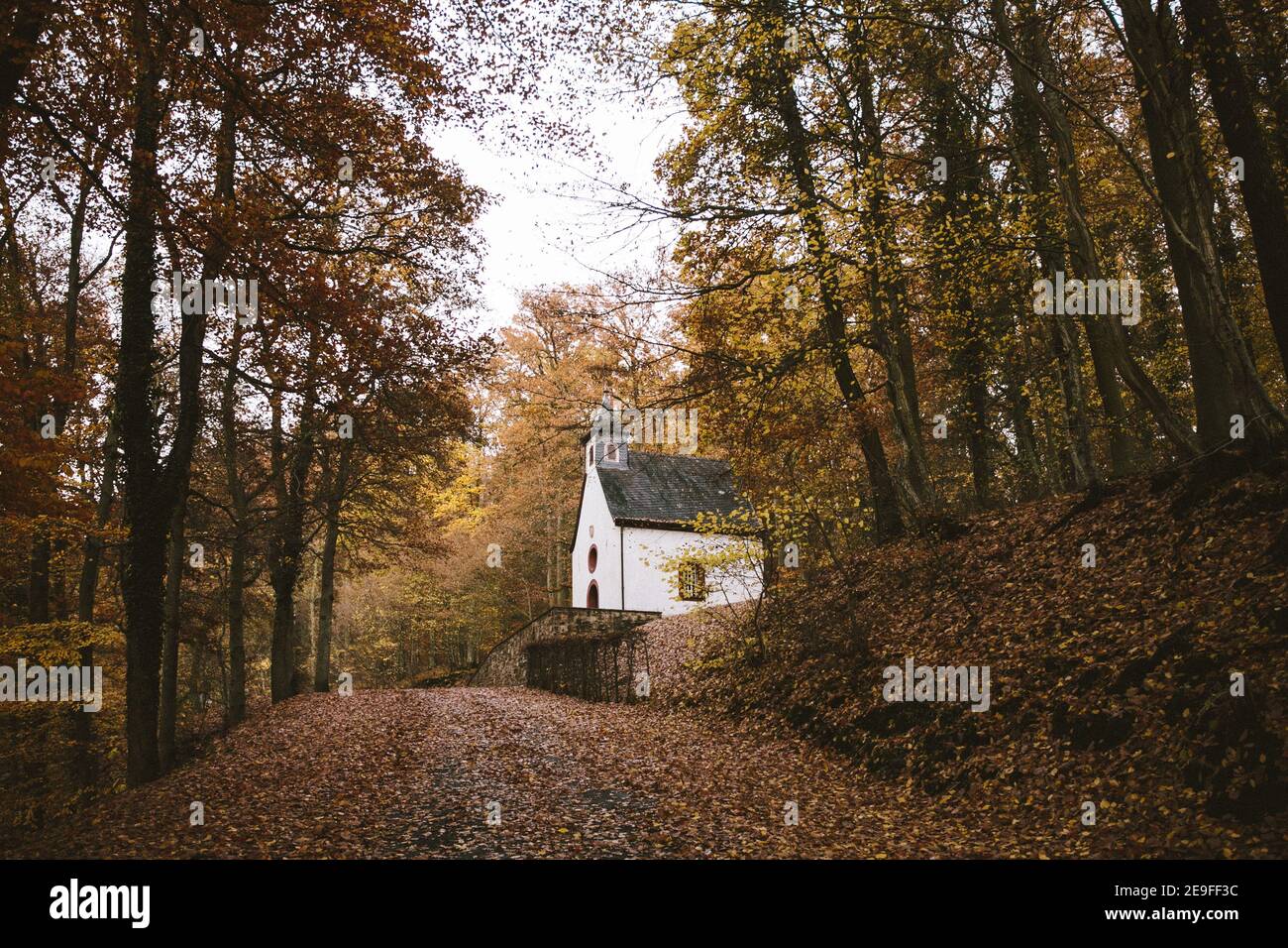 Closeup shot white natural hi-res stock photography and images - Alamy