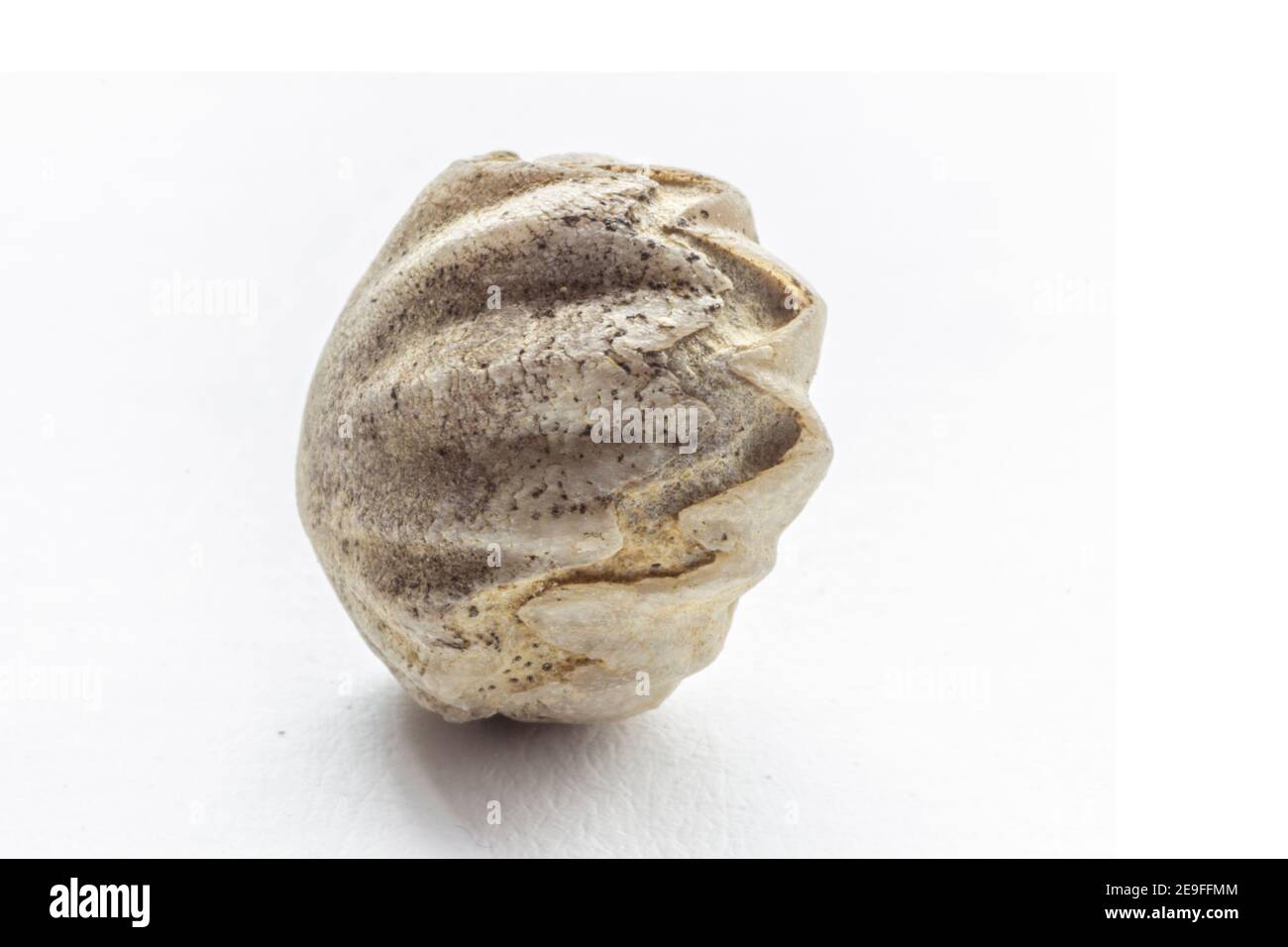 Fossil on a white background of Ostree bivalve, Neithea or Pecten, found on the slopes of the Maiella. Stock Photo