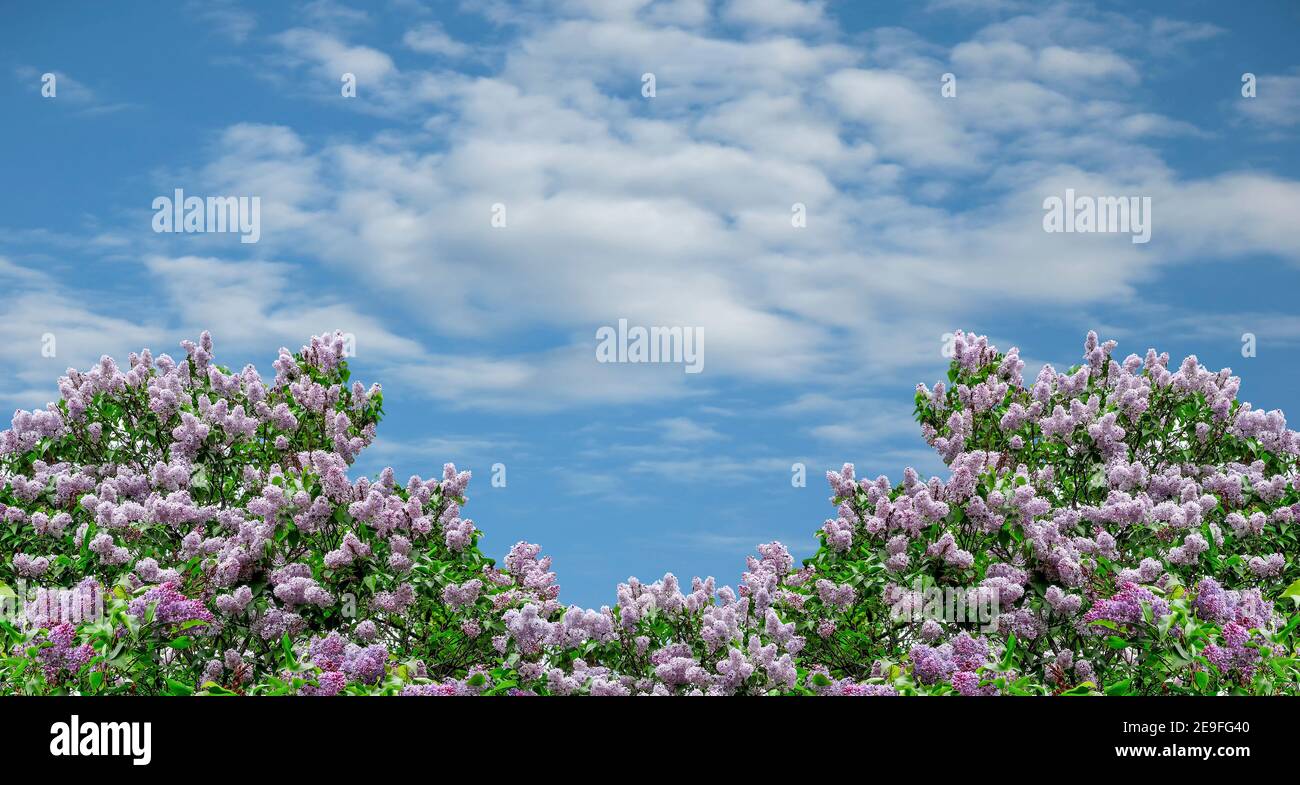 Spring background with blossoming lush lilac bush on blue sky with white clouds background, space for text. Branches with purple flowers and green lea Stock Photo
