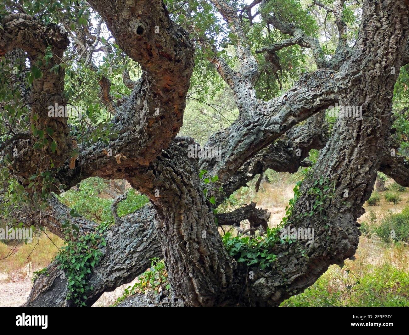 Corkoak tree (quercus suber) in Sardinia countryside Stock Photo Alamy