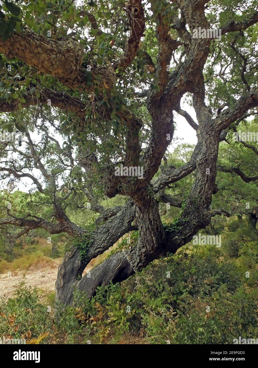 Corkoak tree (quercus suber) in Sardinia countryside Stock Photo Alamy