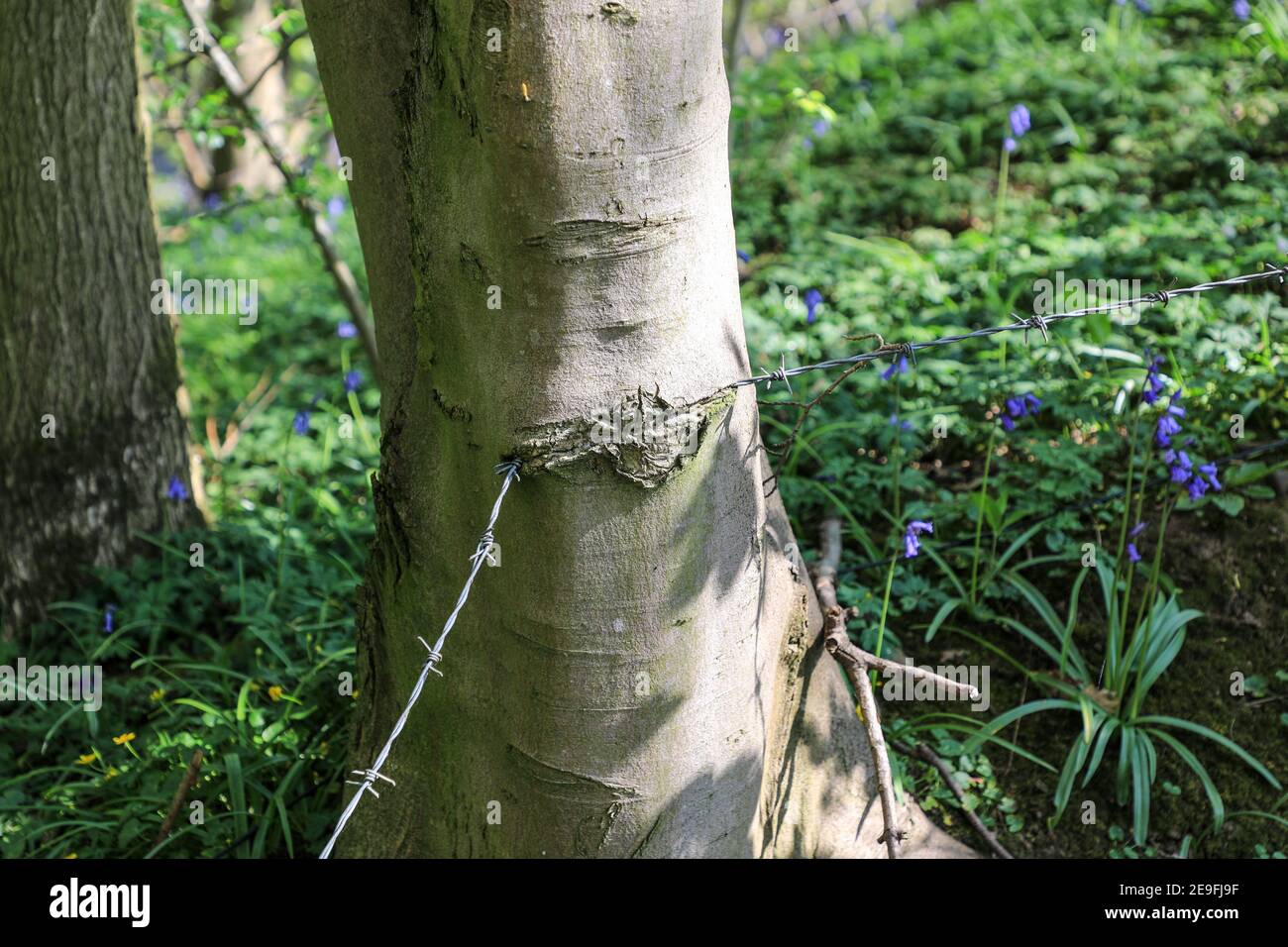 A piece of barbed wire that has grown into the bark of a tree, England, UK Stock Photo