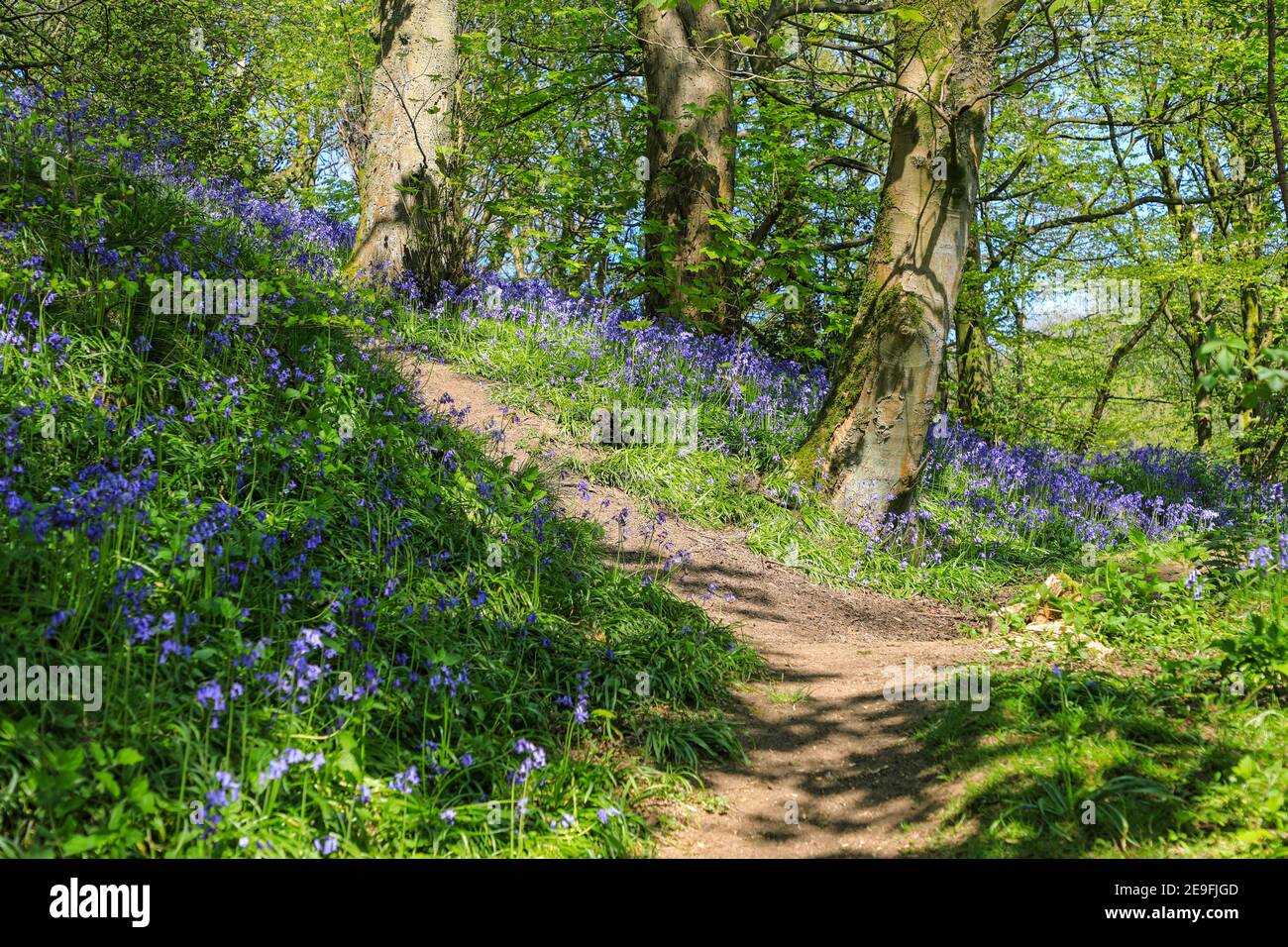 A footpath through an English Bluebell wood in spring time with the leaves on the trees just coming out Stock Photo