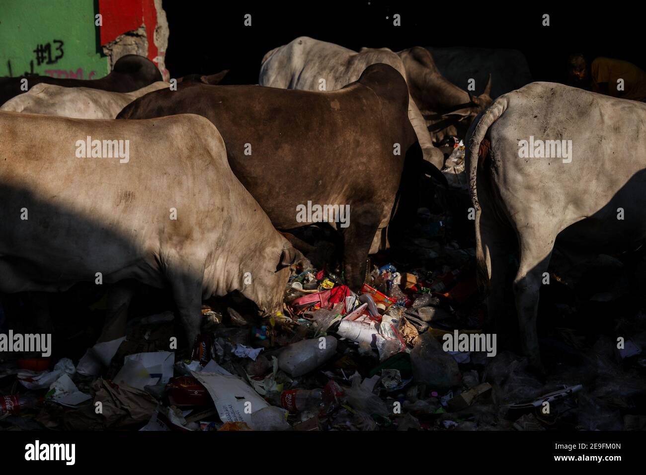 Animals feed on trash at a garbage site in Rosario, Cavite south of Manila, Philippines. Stock Photo
