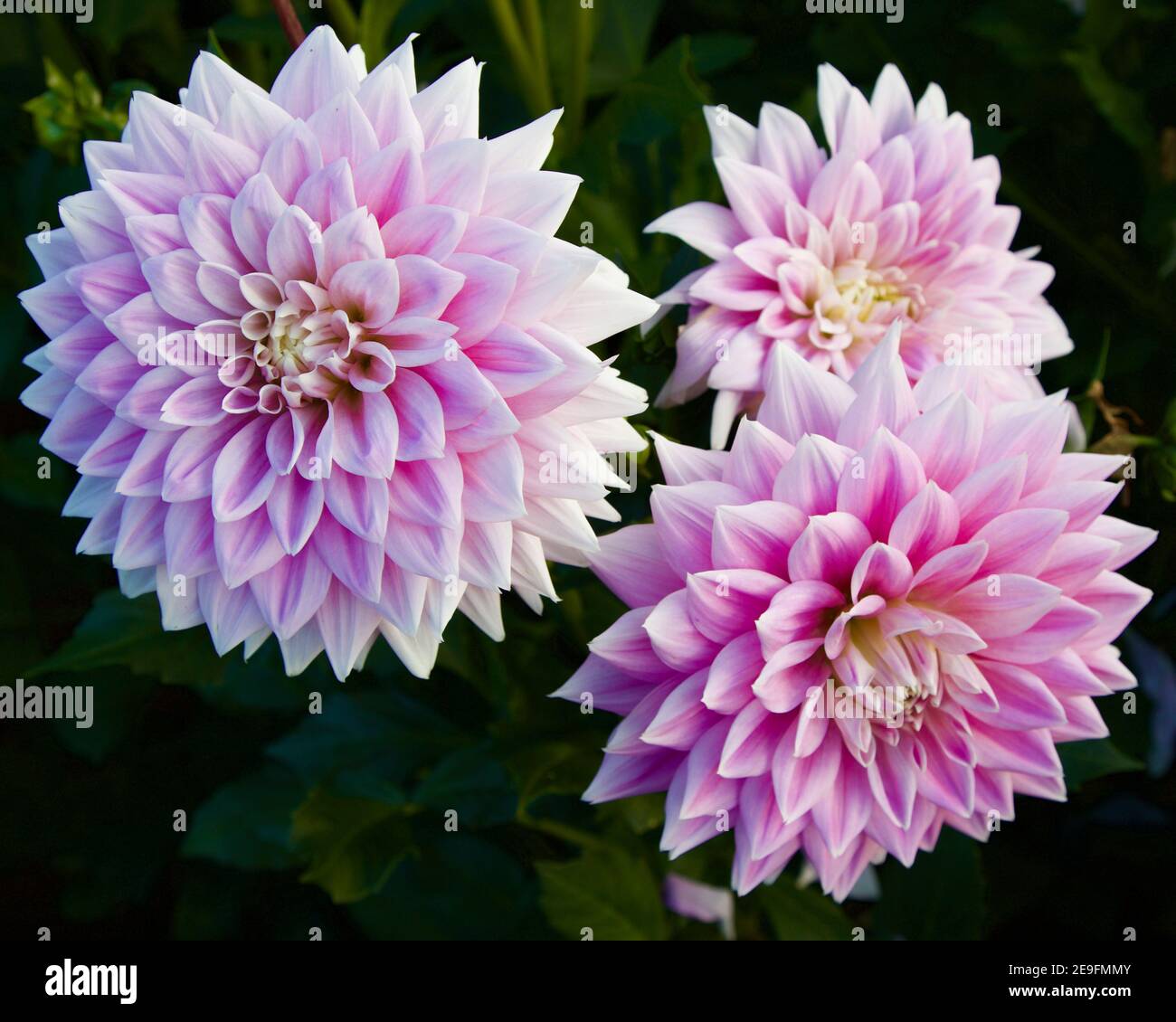 Ferncliff Inspiration dahlia captured at Swan Island Dahlias in Canby, Oregon, USA Stock Photo