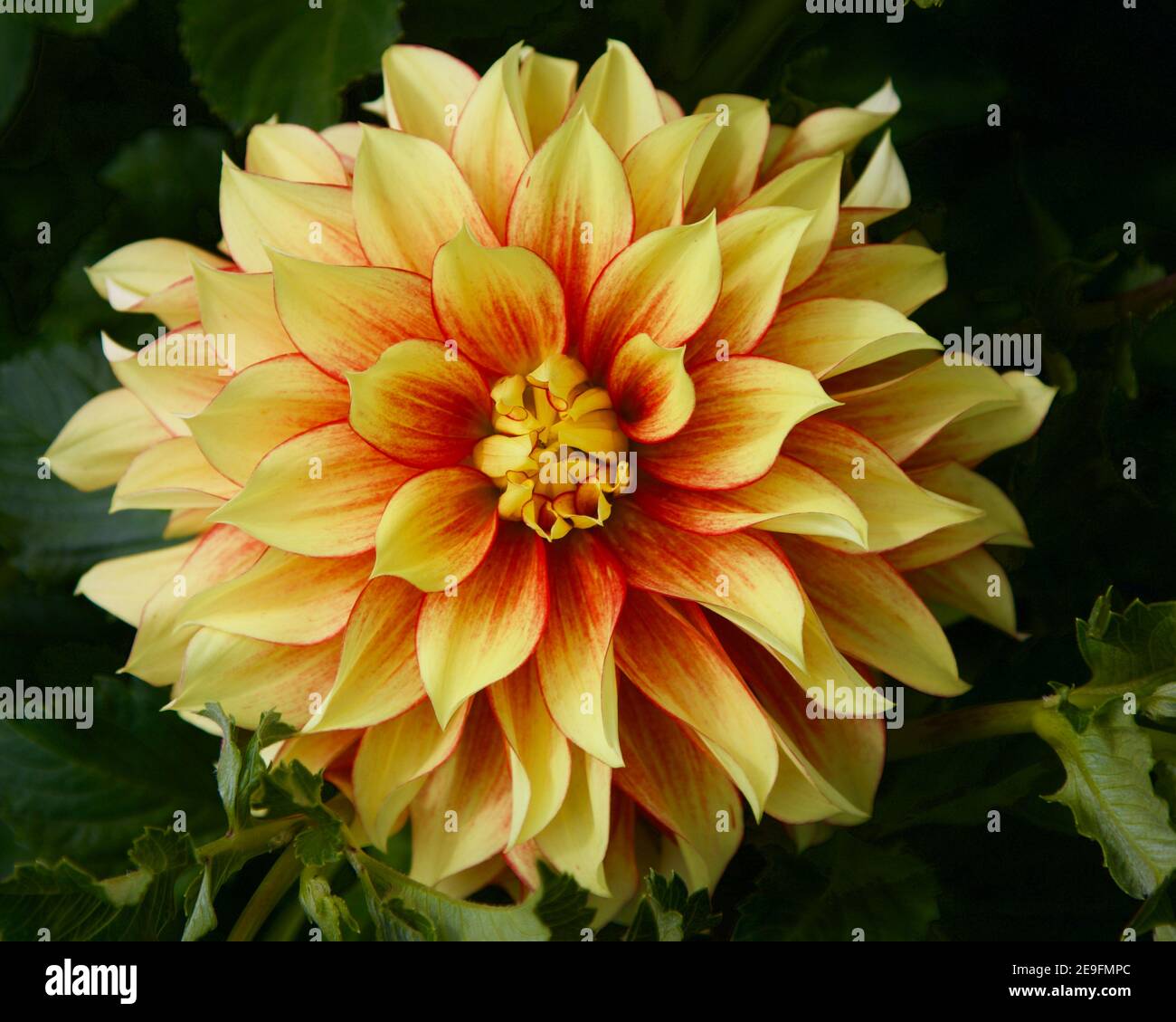 Firefighter dahlia captured at Swan Island Dahlias in Canby, Oregon, USA Stock Photo