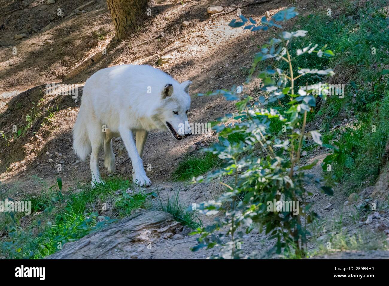 portrait of arctic wolf in the nature Stock Photo - Alamy