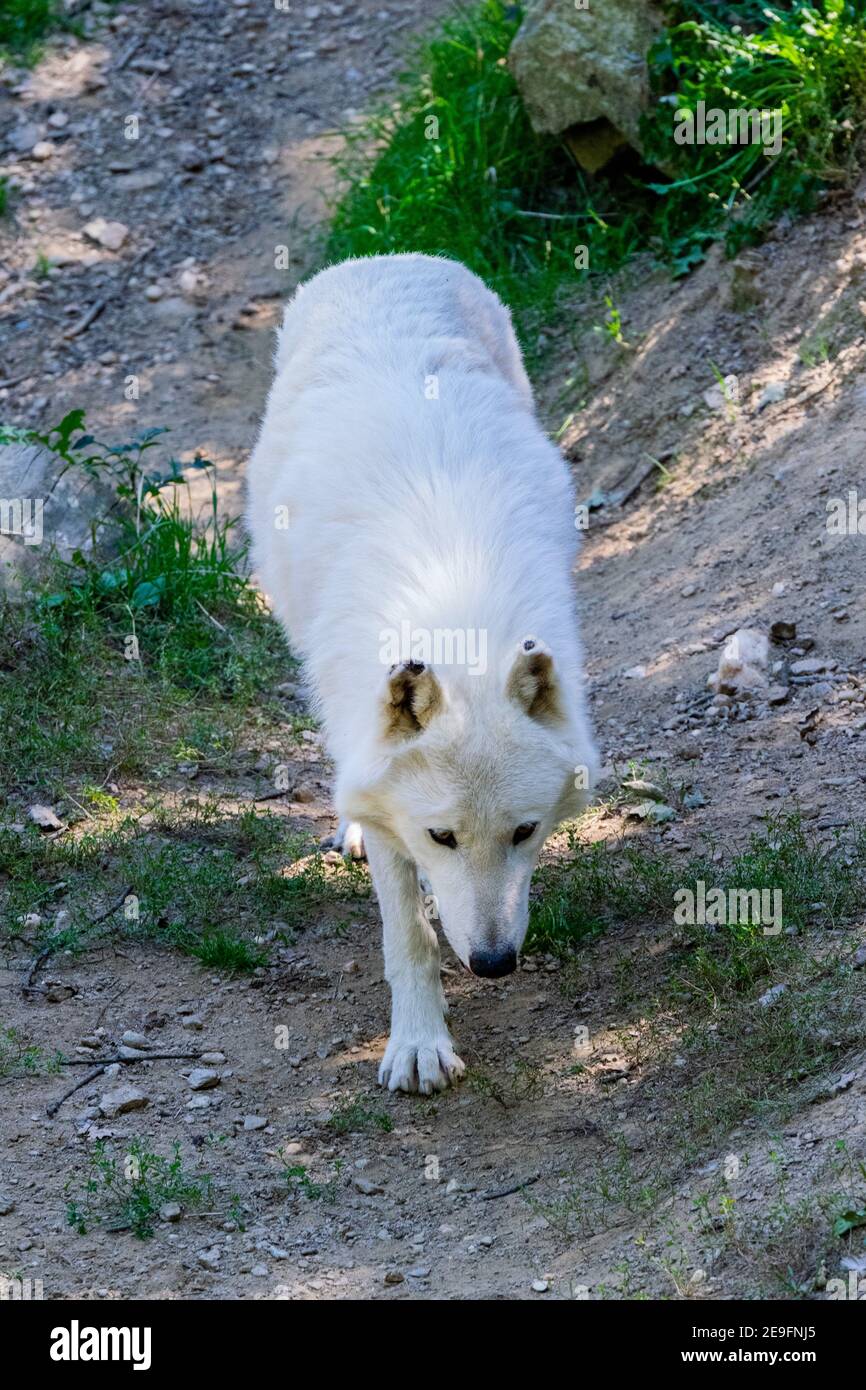 Arctic wolf dog best sale hybrid
