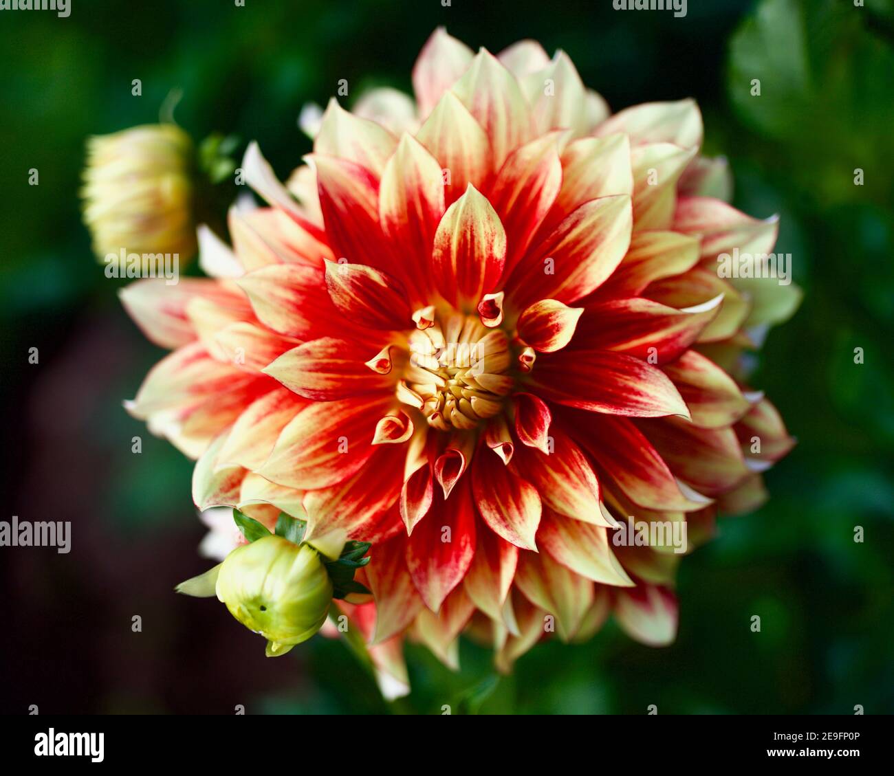 Flamethrower dahlia captured at Swan Island Dahlias in Canby, Oregon, USA Stock Photo