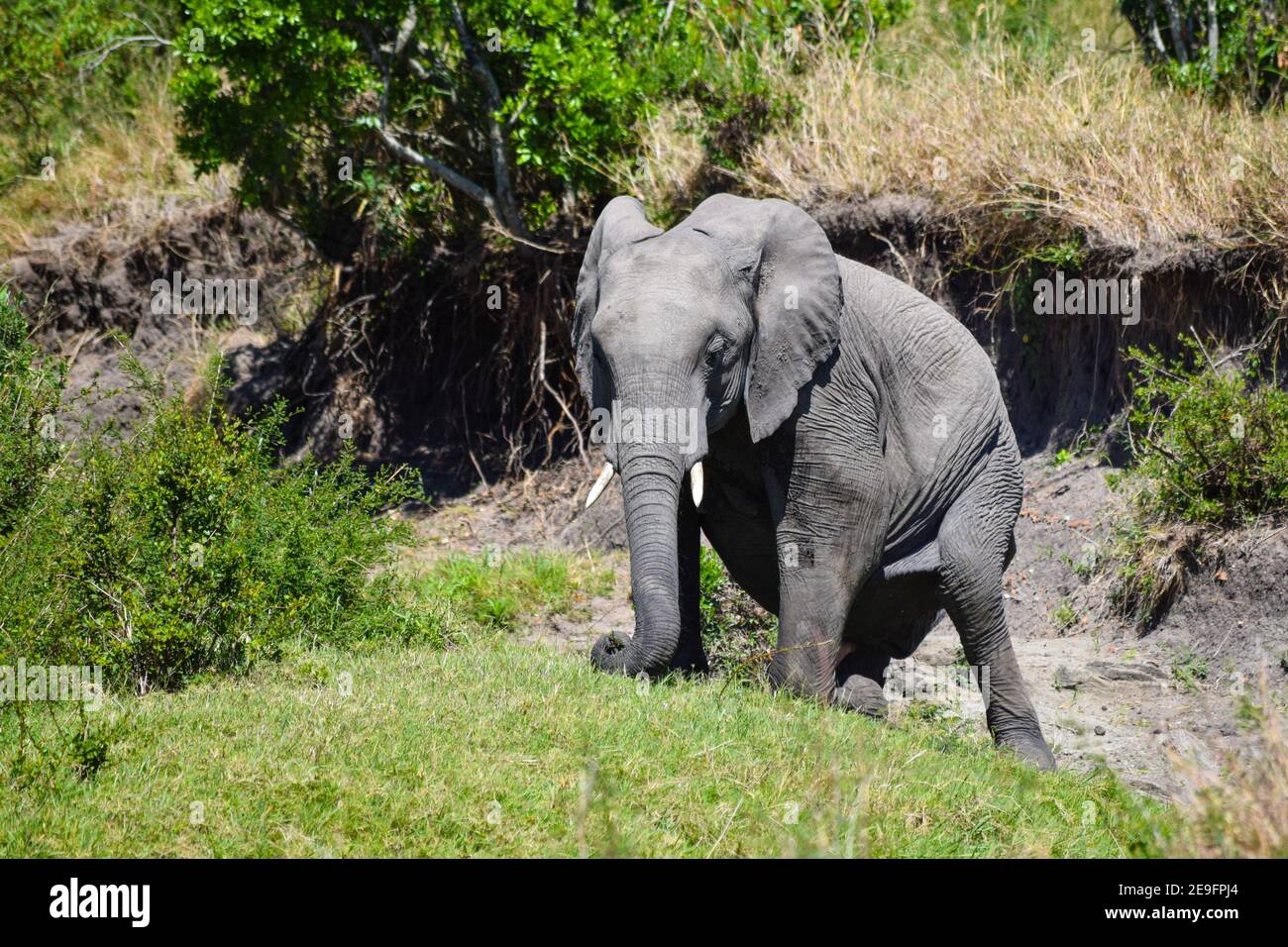Elephant udder not milk hi-res stock photography and images - Alamy