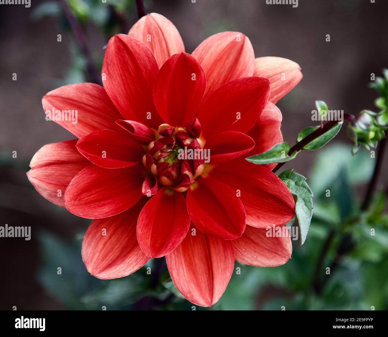 Patricia anns sunset dahlia hi-res stock photography and images - Alamy